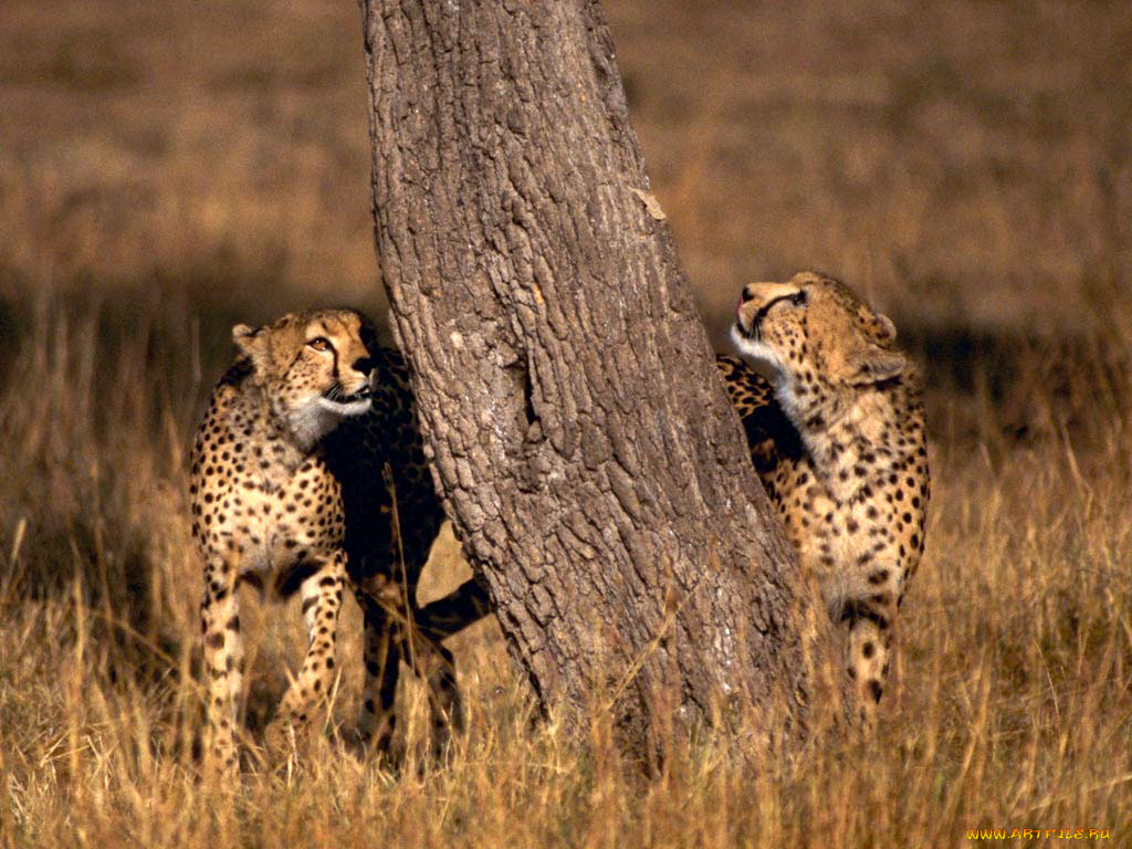 животные, гепарды