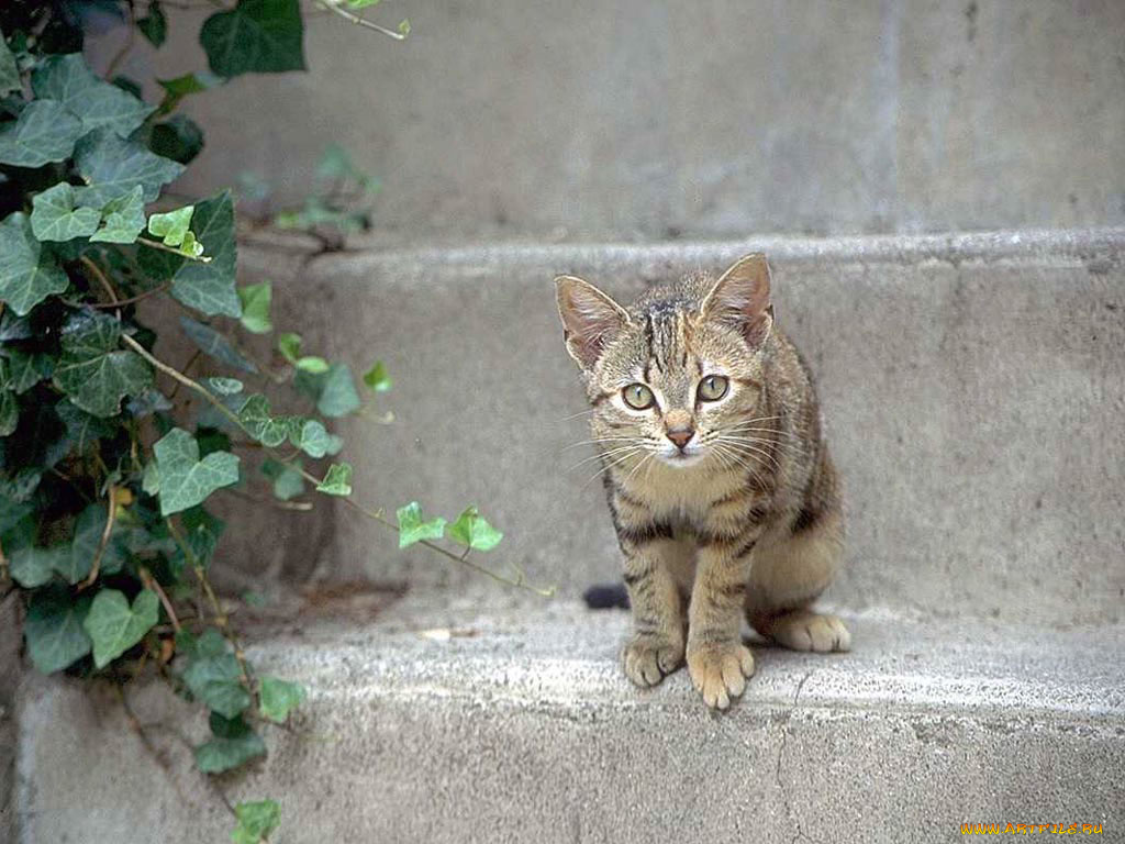 животные, коты