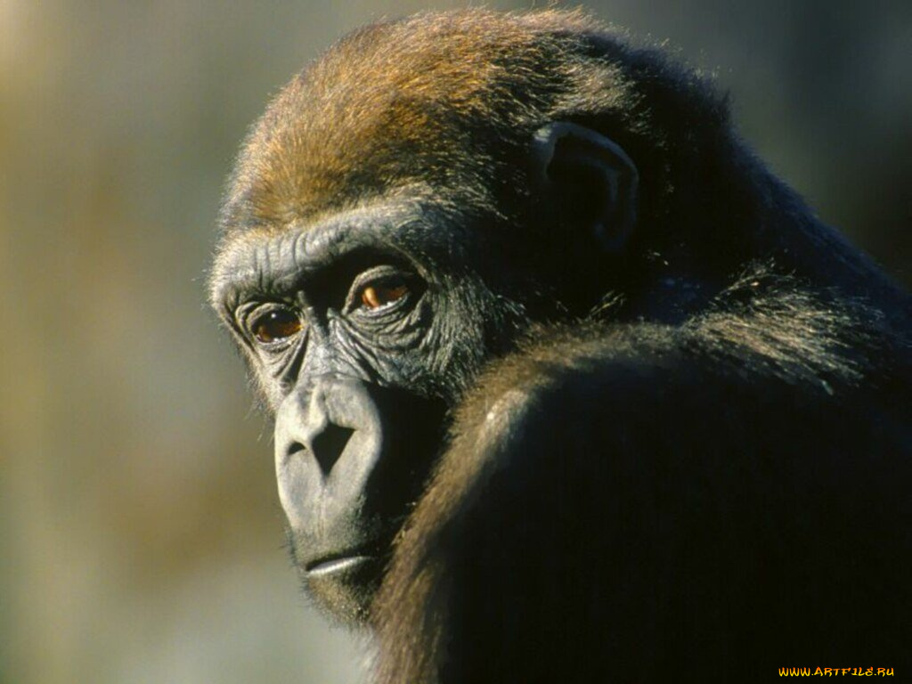 животные, обезьяны