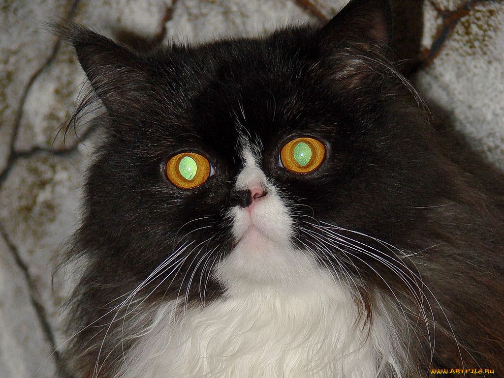 животные, коты