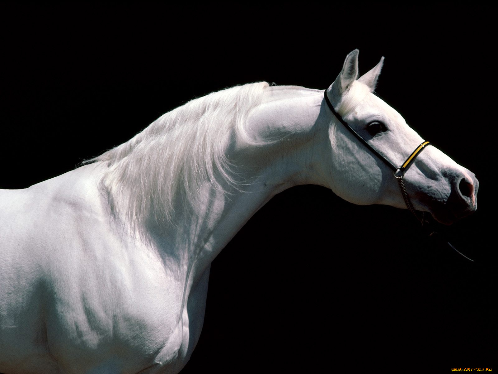 arabian, stallion, животные, лошади