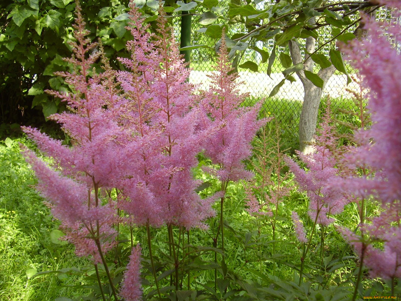 цветы, астильбы