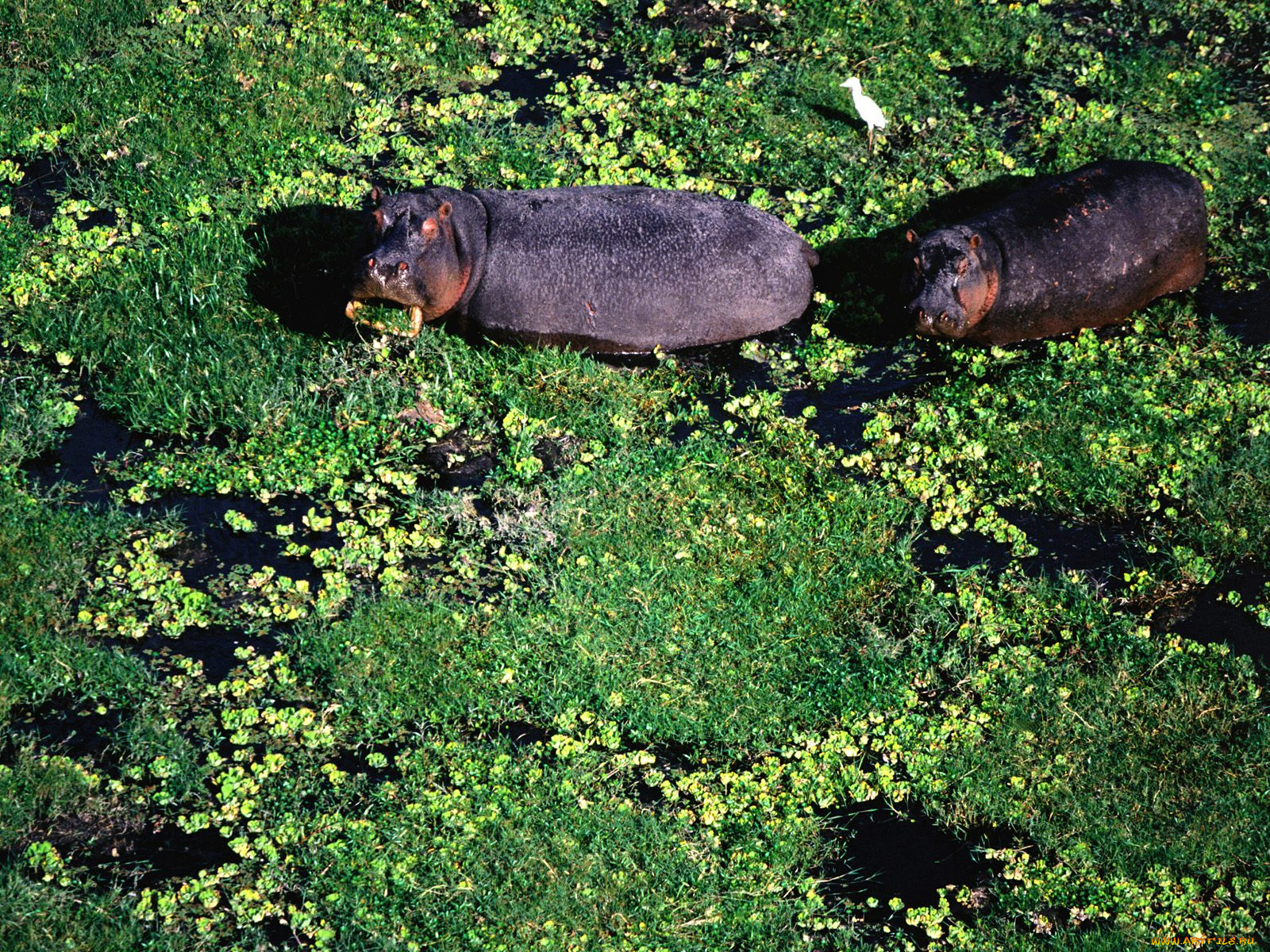животные, бегемоты