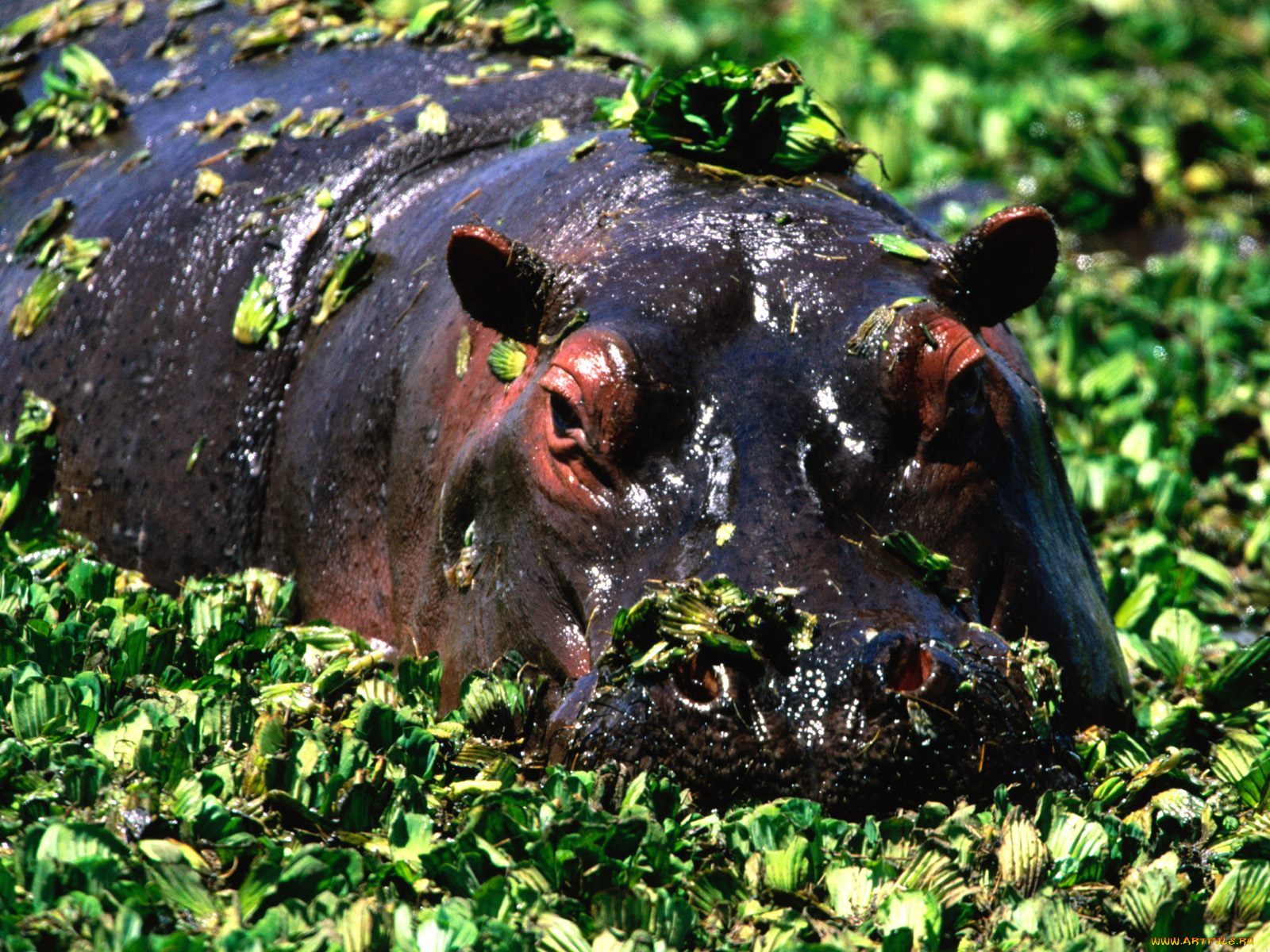 животные, бегемоты