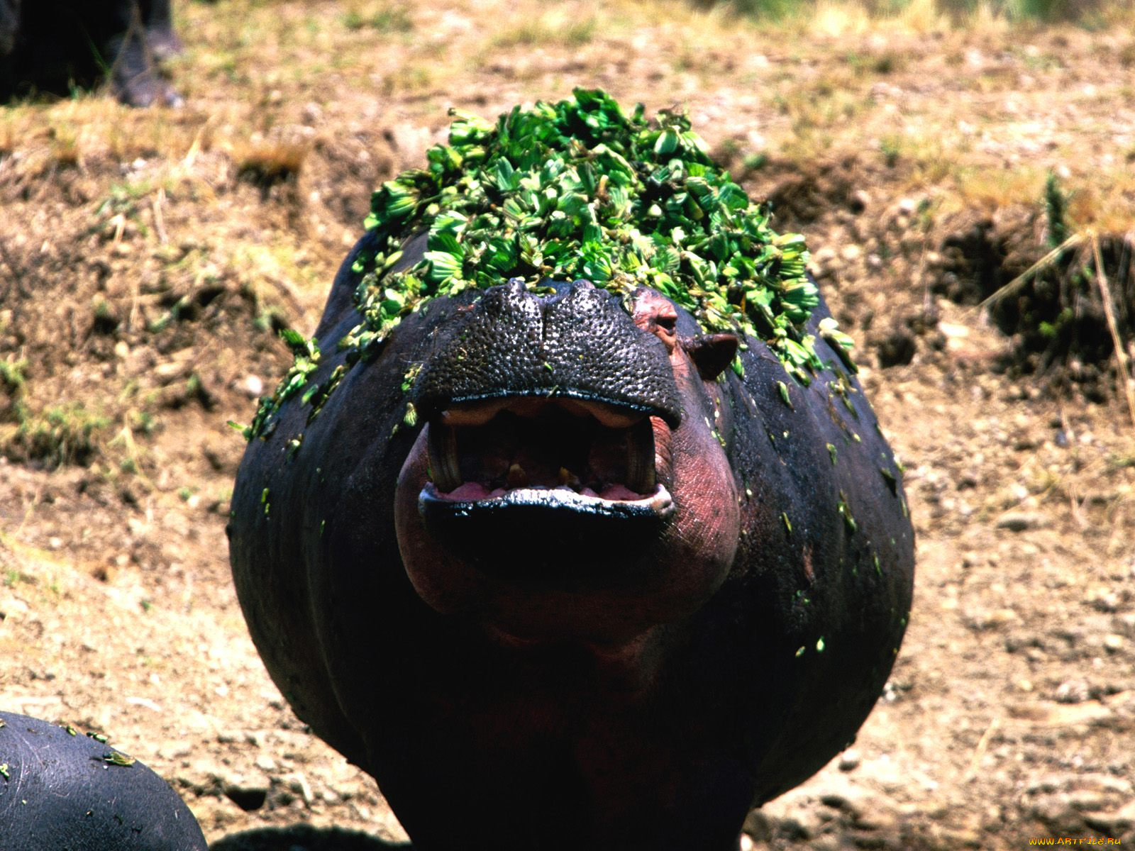 животные, бегемоты
