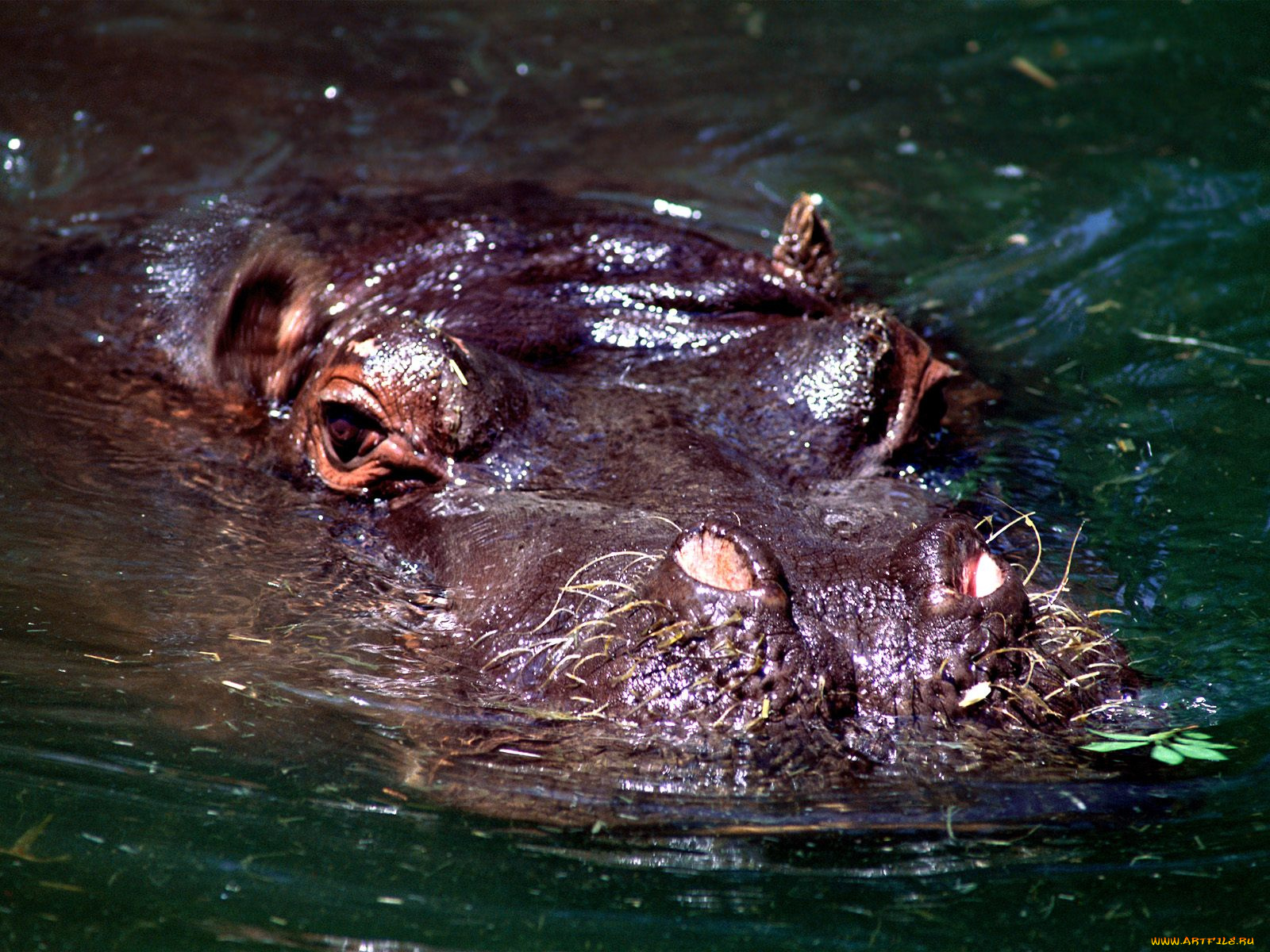 животные, бегемоты