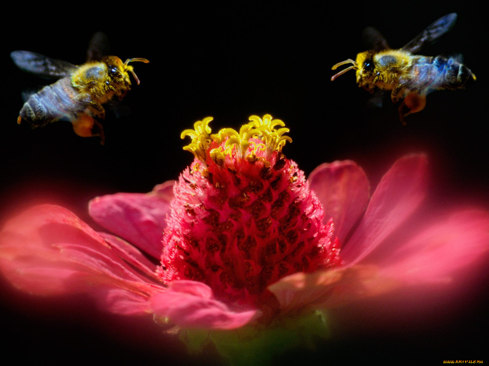 животные, пчелы, осы, шмели