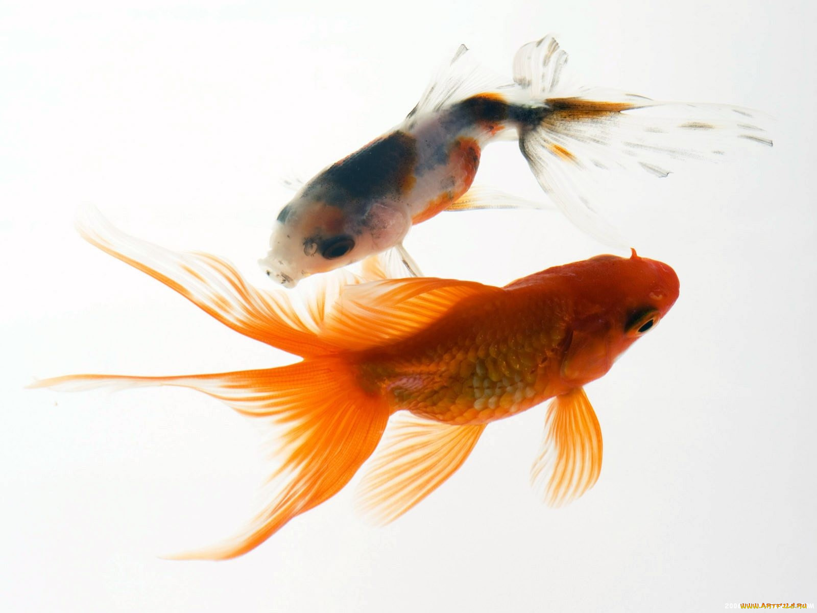 животные, рыбы