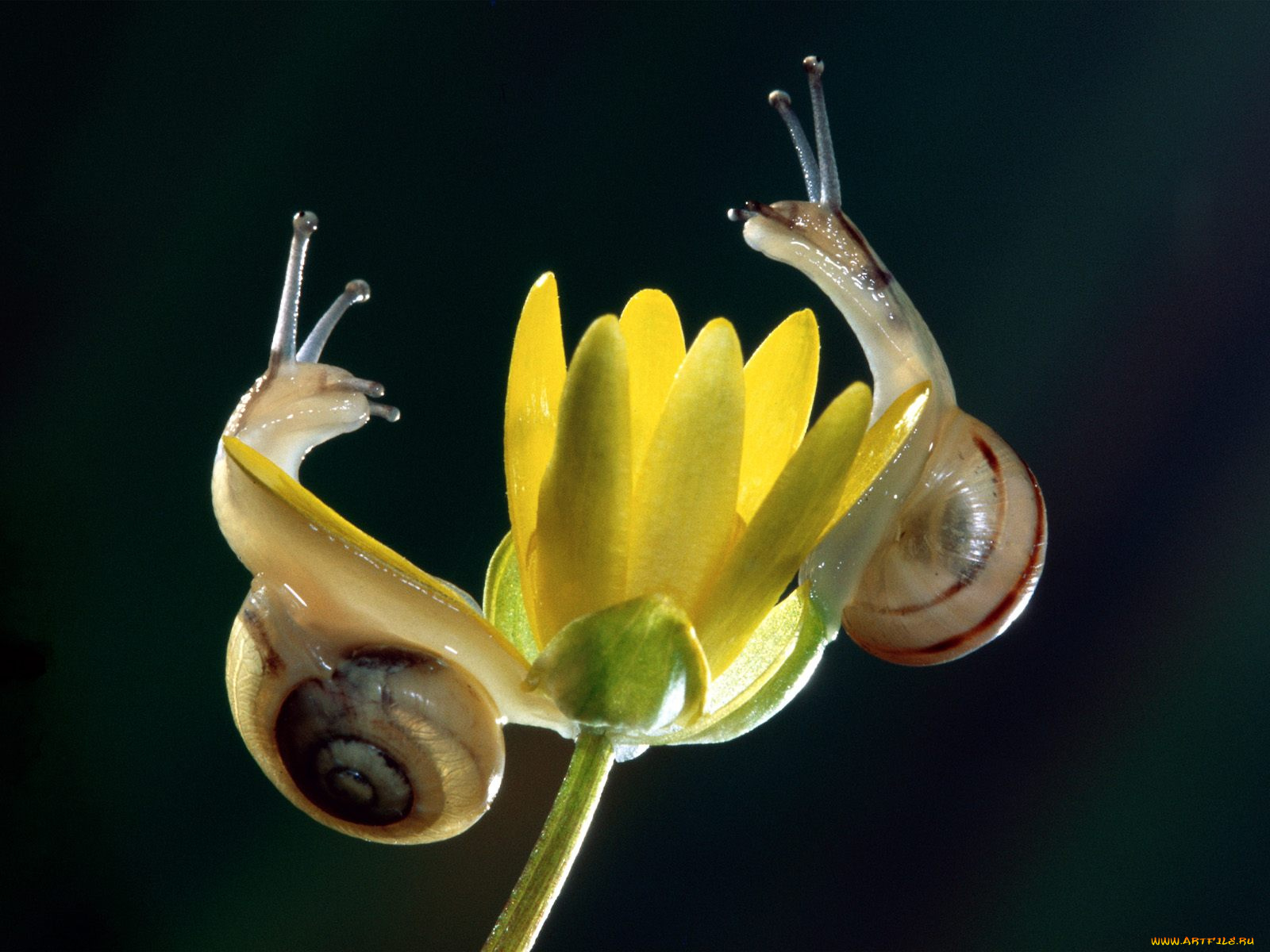 животные, улитки