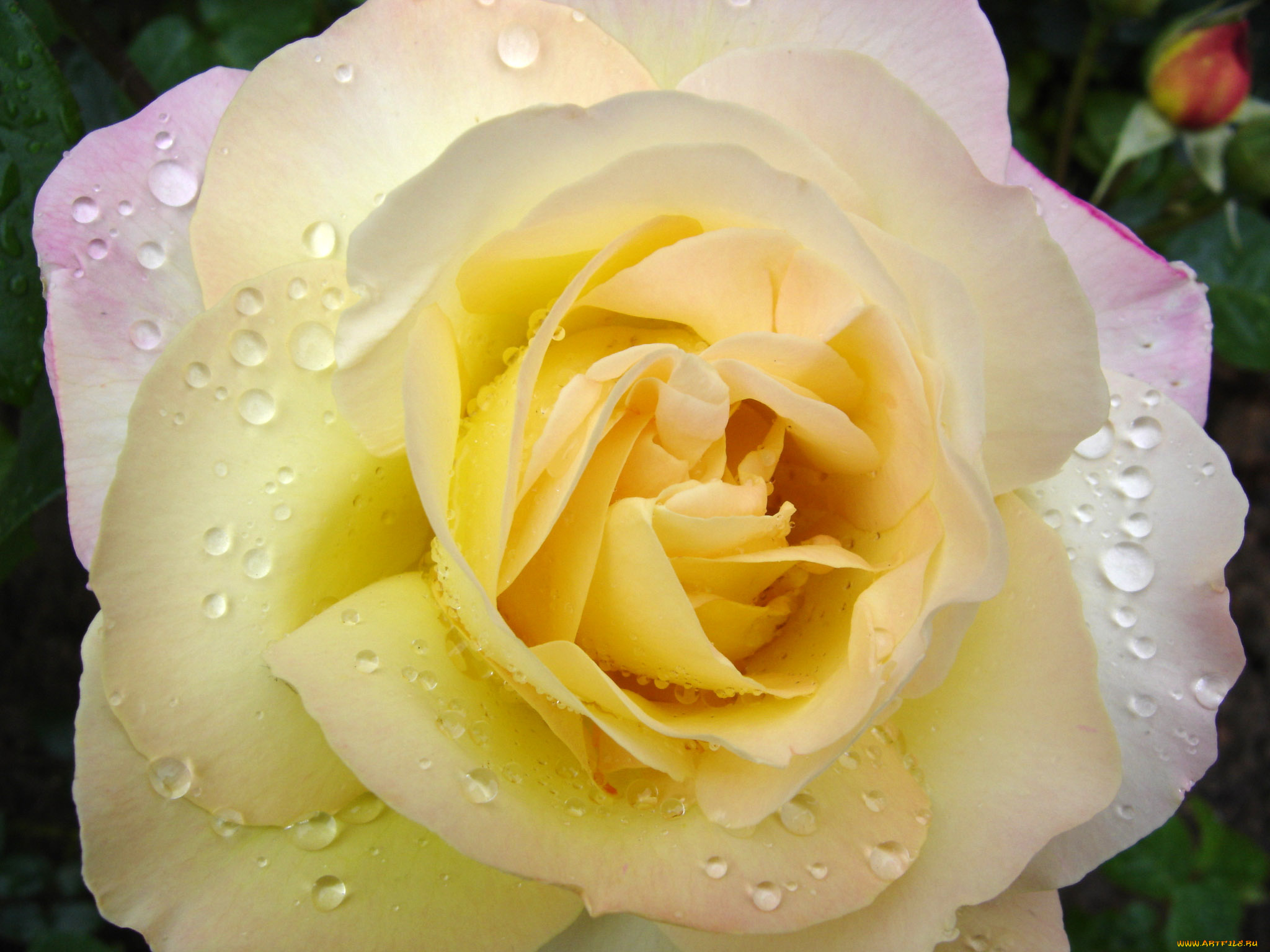 цветы, розы