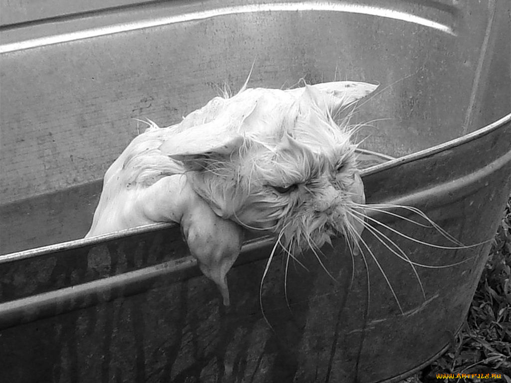 животные, коты