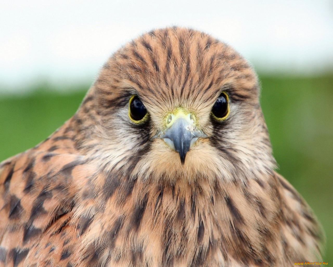 животные, птицы, хищники