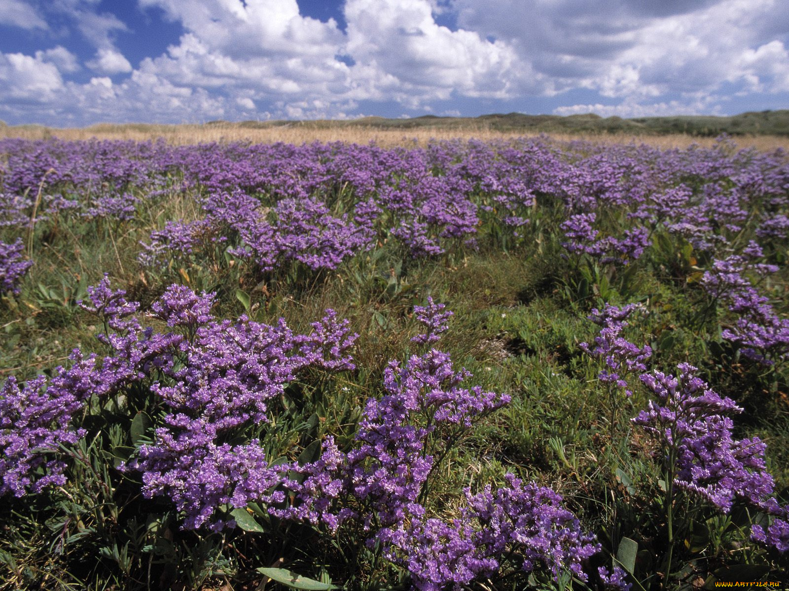 цветы, луговые, полевые