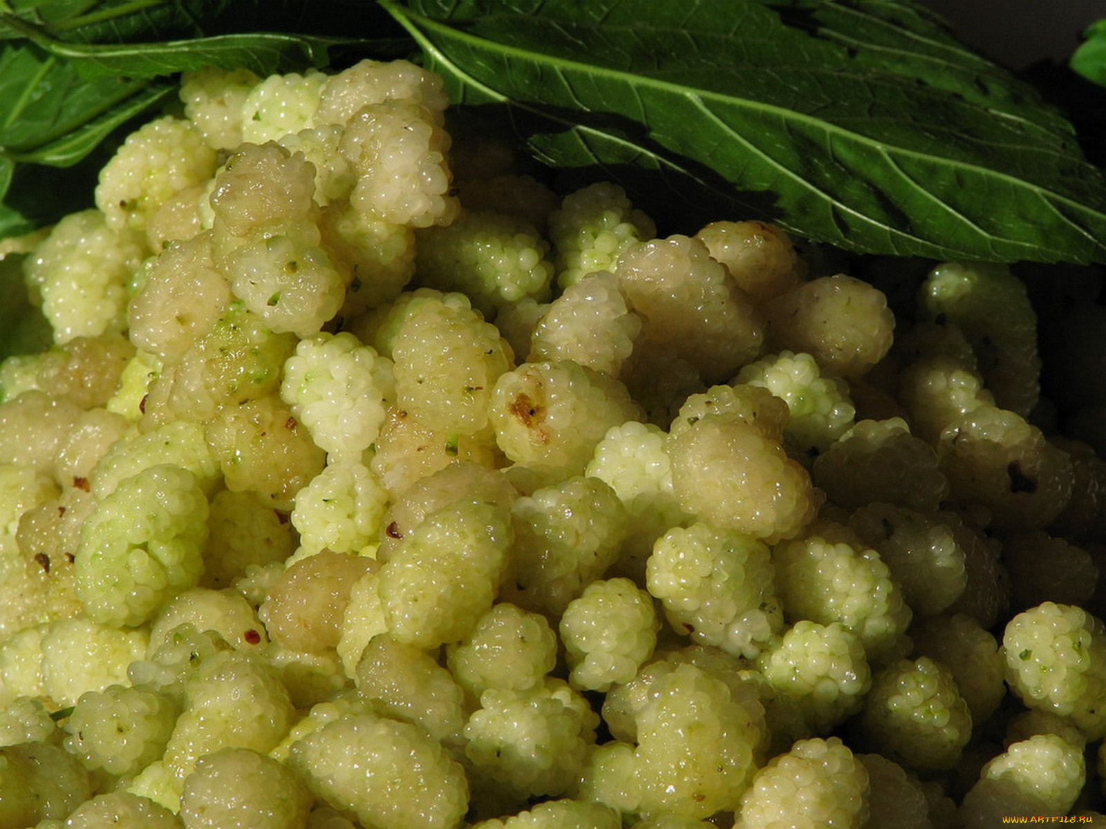 тутовник, еда, фрукты, ягоды