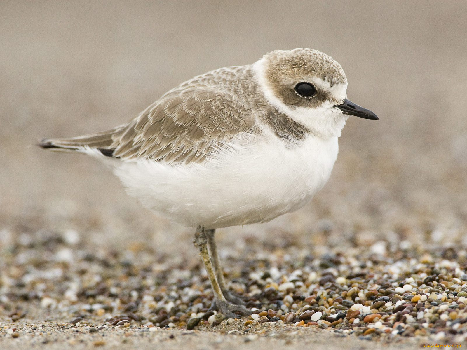 животные, Чайки, бакланы, крачки