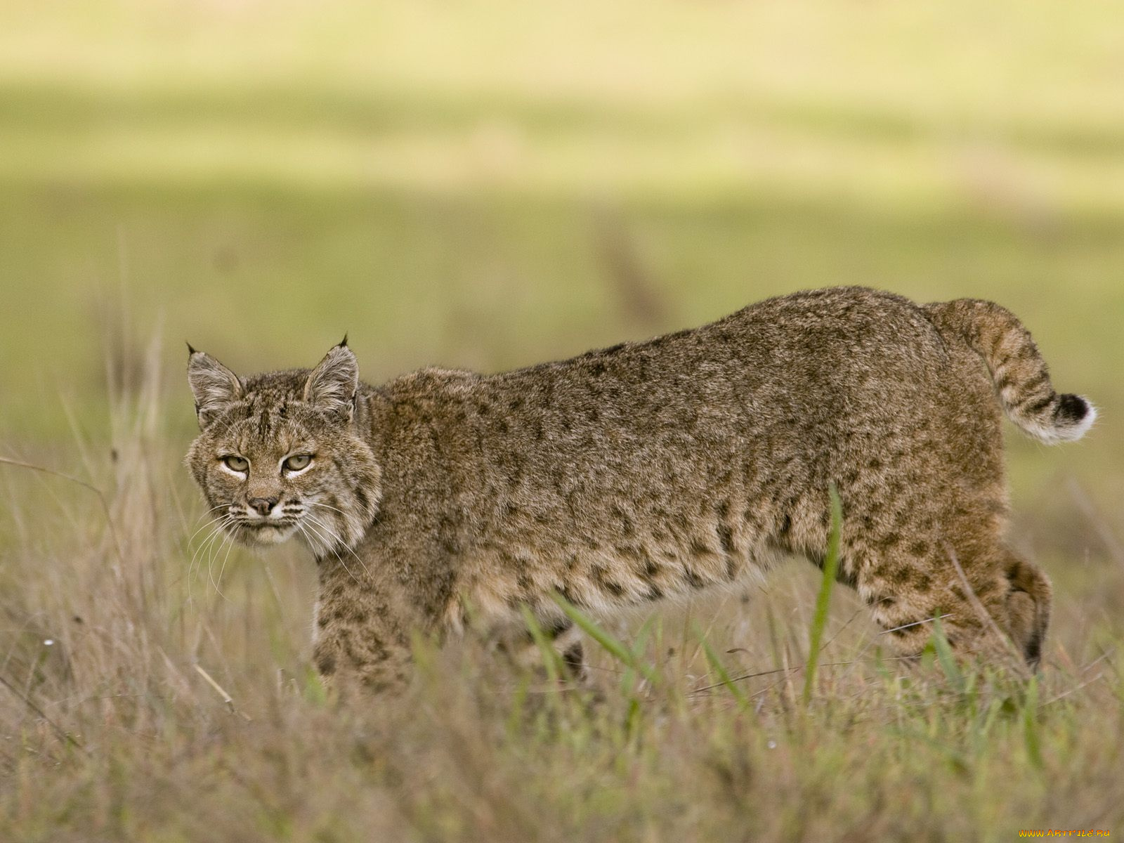 животные, рыси