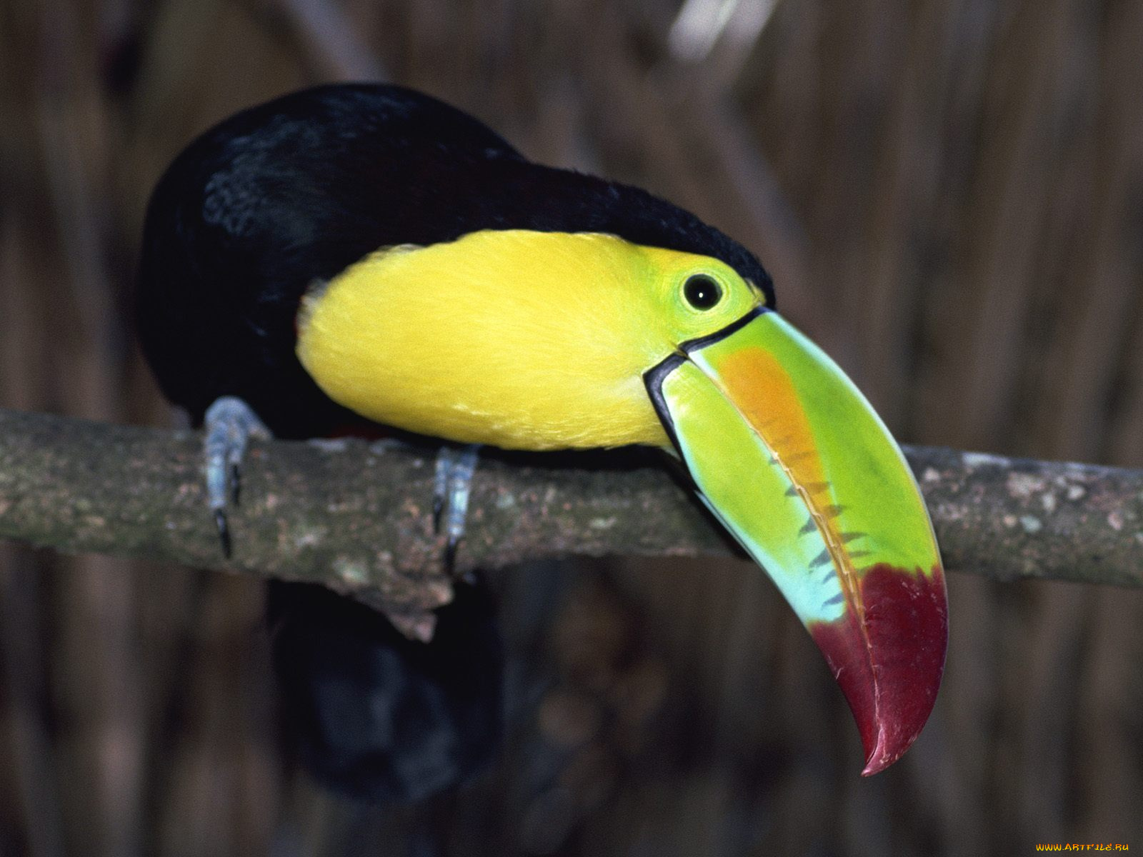 животные, туканы