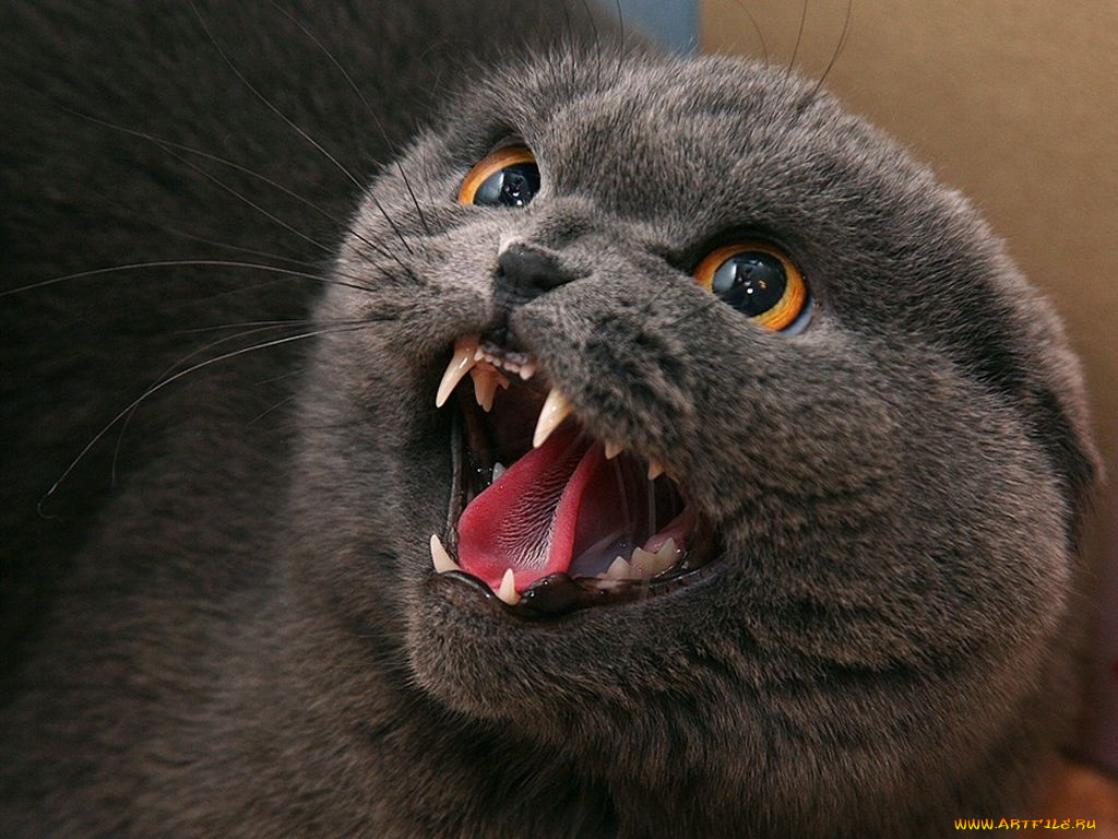 животные, коты