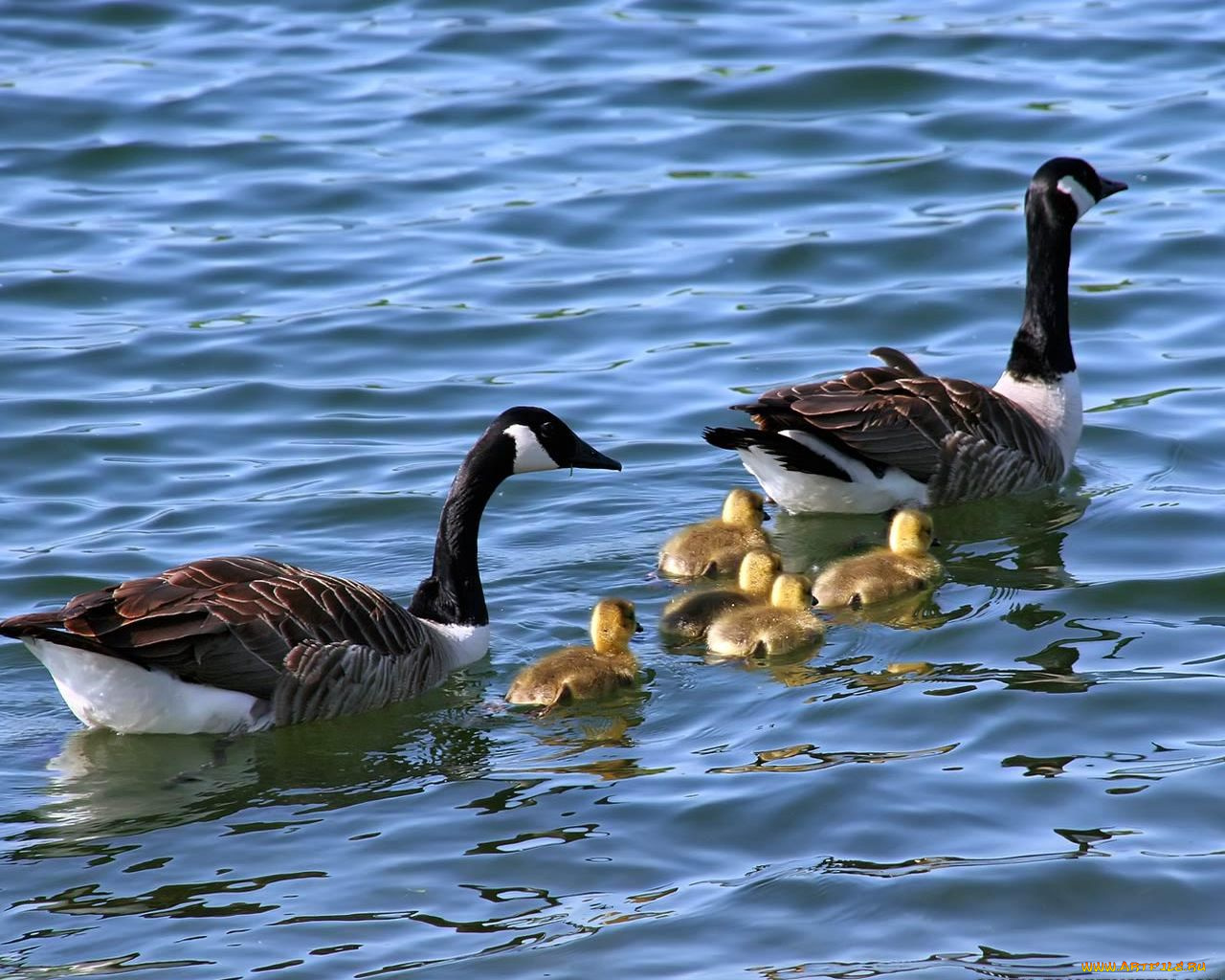 животные, гуси