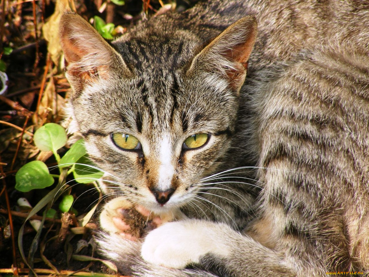 животные, коты