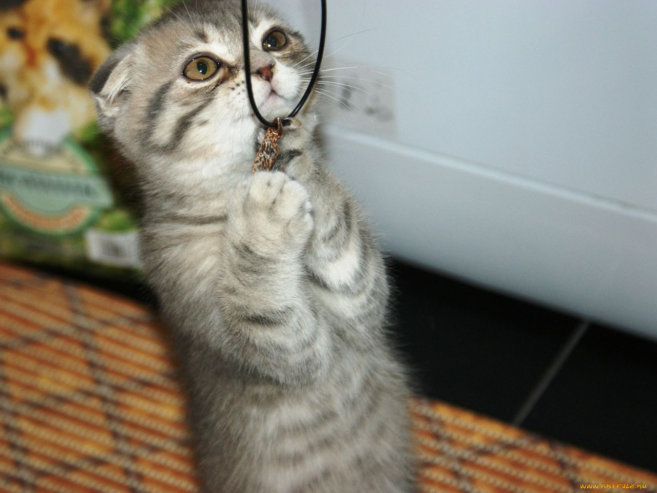 животные, коты