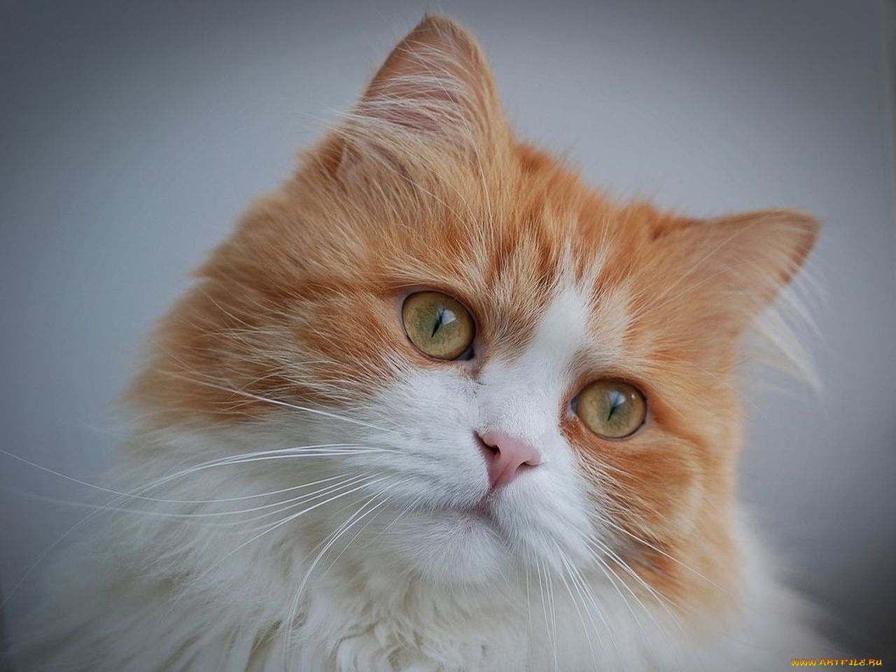 животные, коты