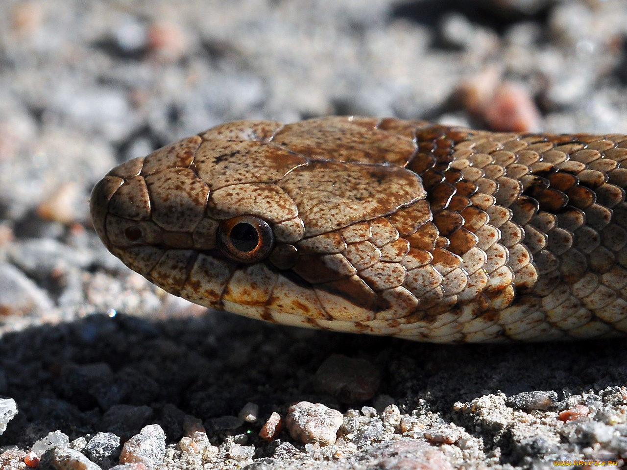 животные, змеи, питоны, кобры