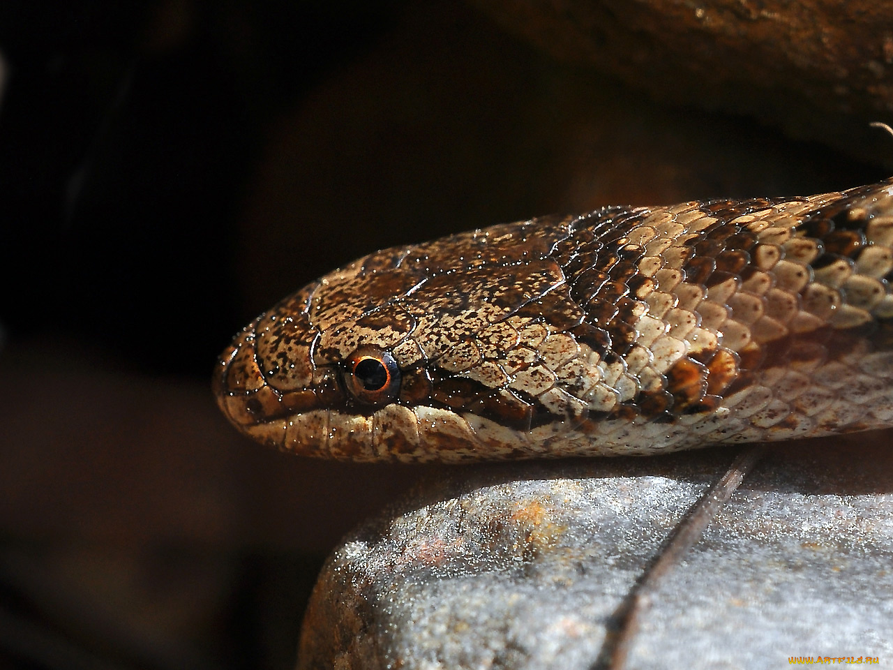 животные, змеи, питоны, кобры