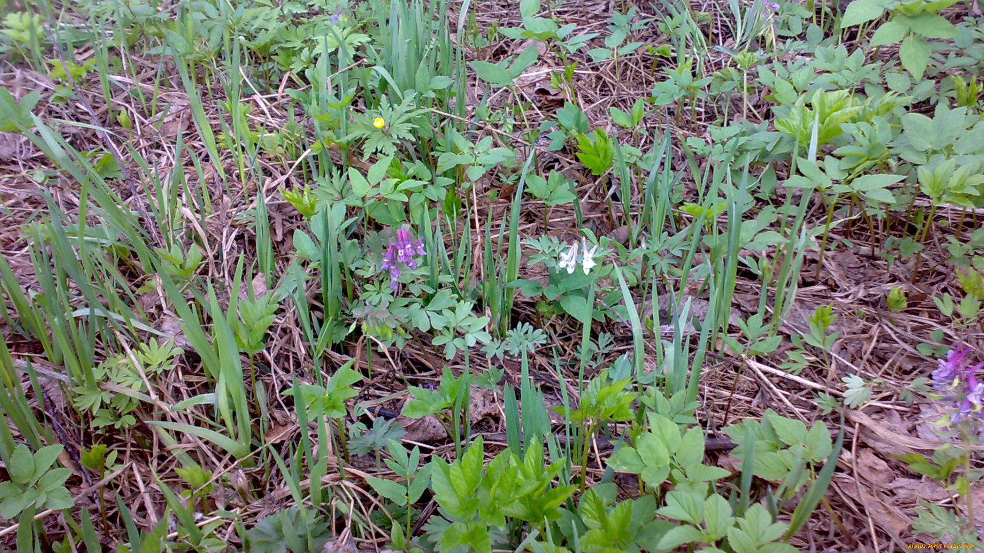 цветы, луговые, полевые