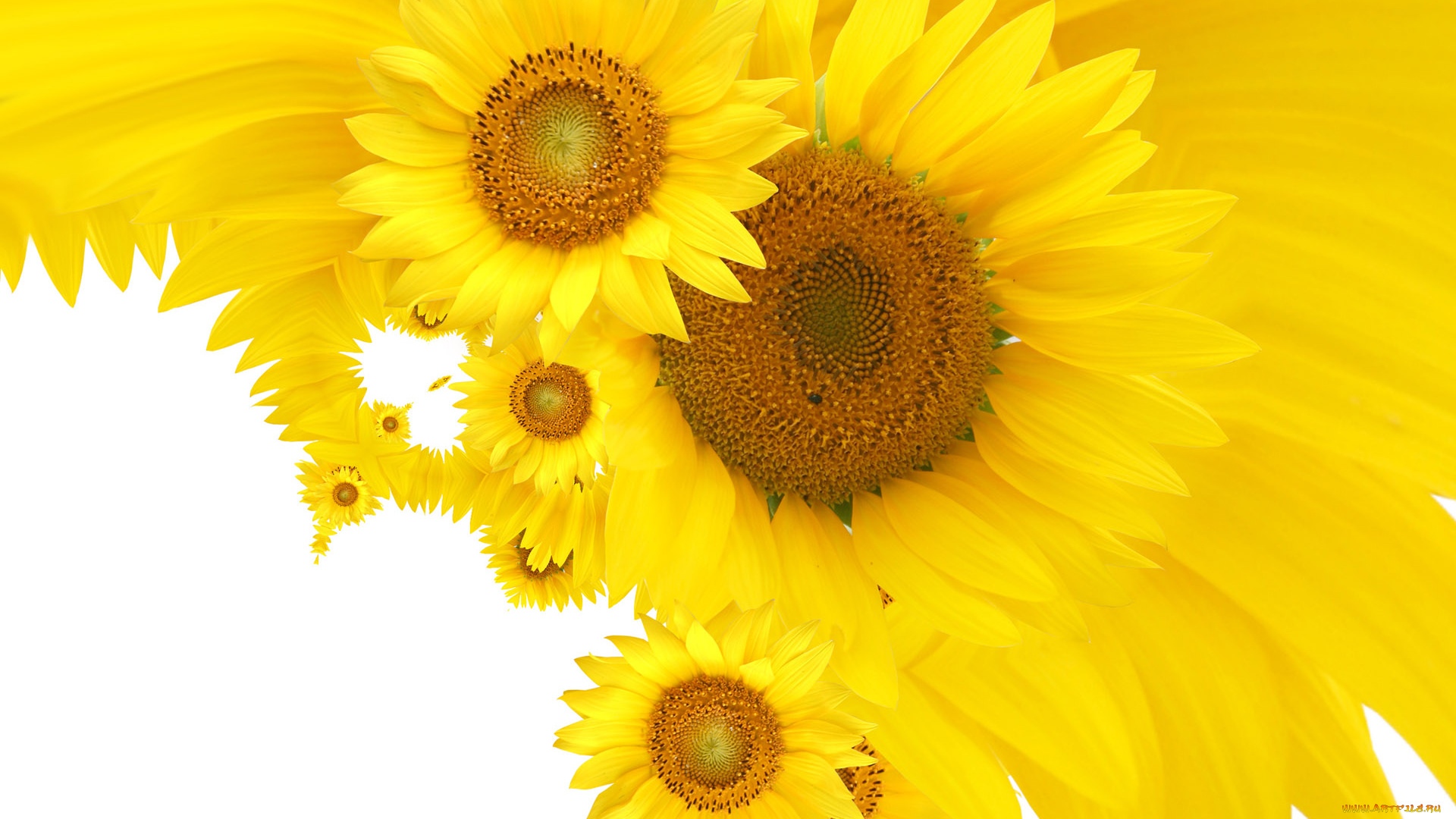 цветы, подсолнухи
