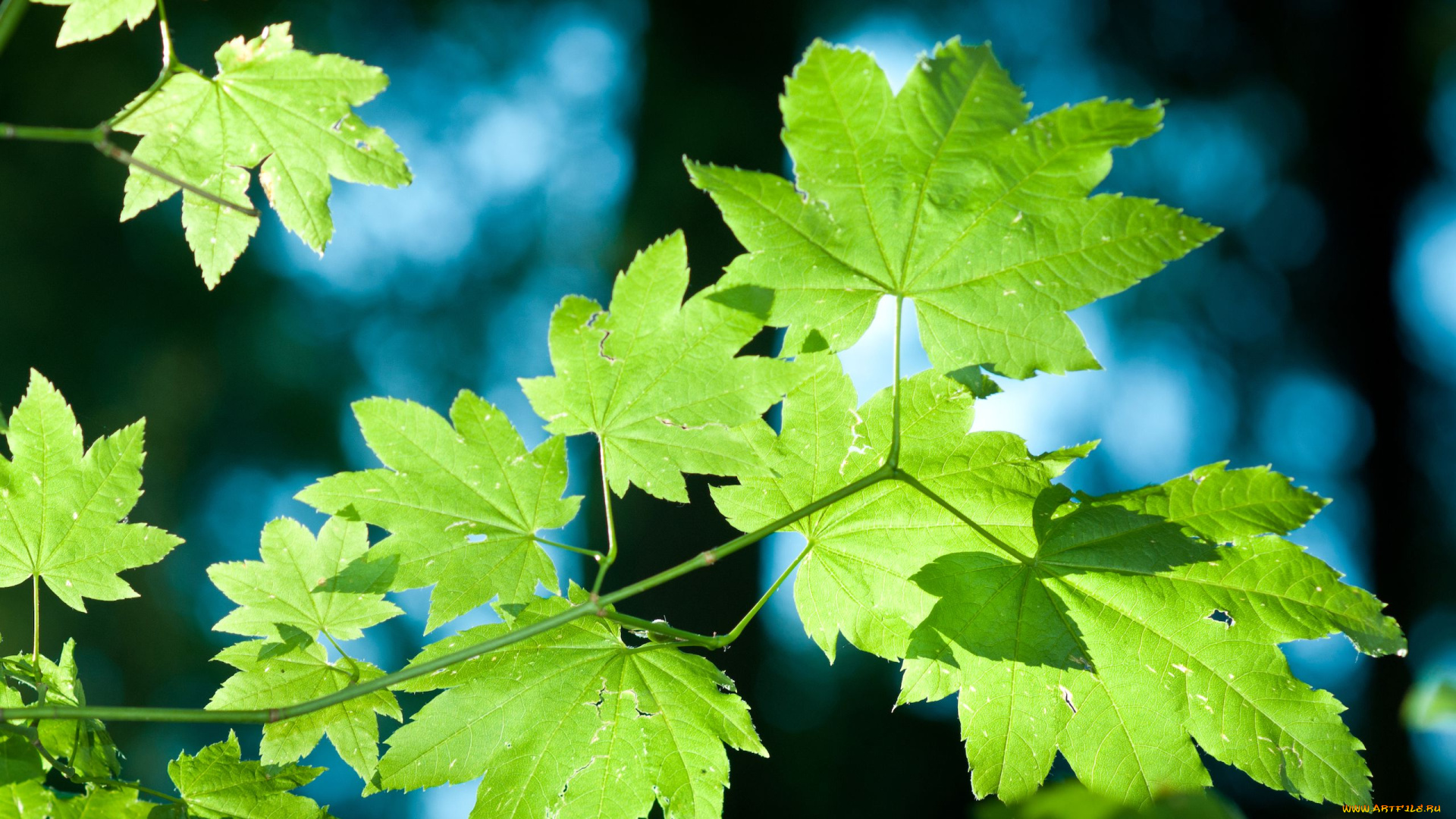 природа, листья