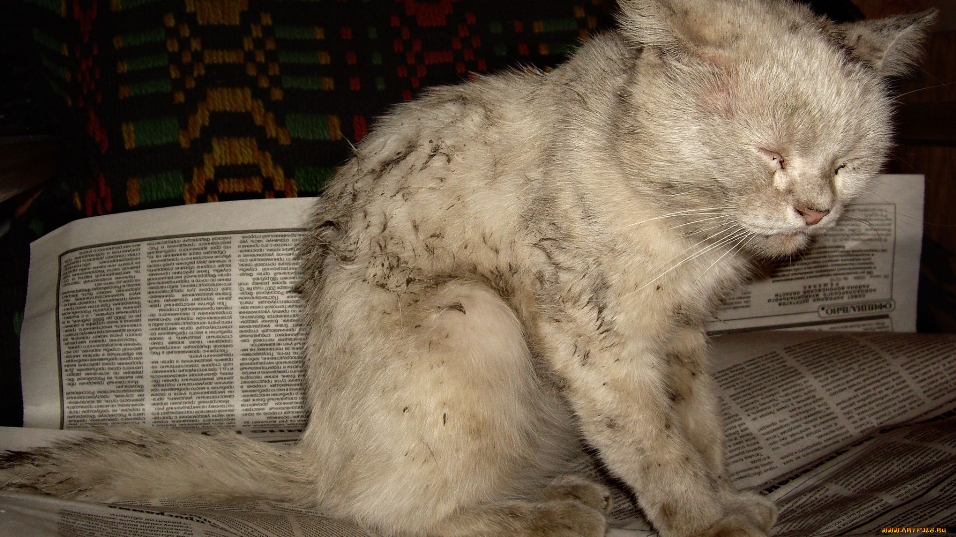 животные, коты