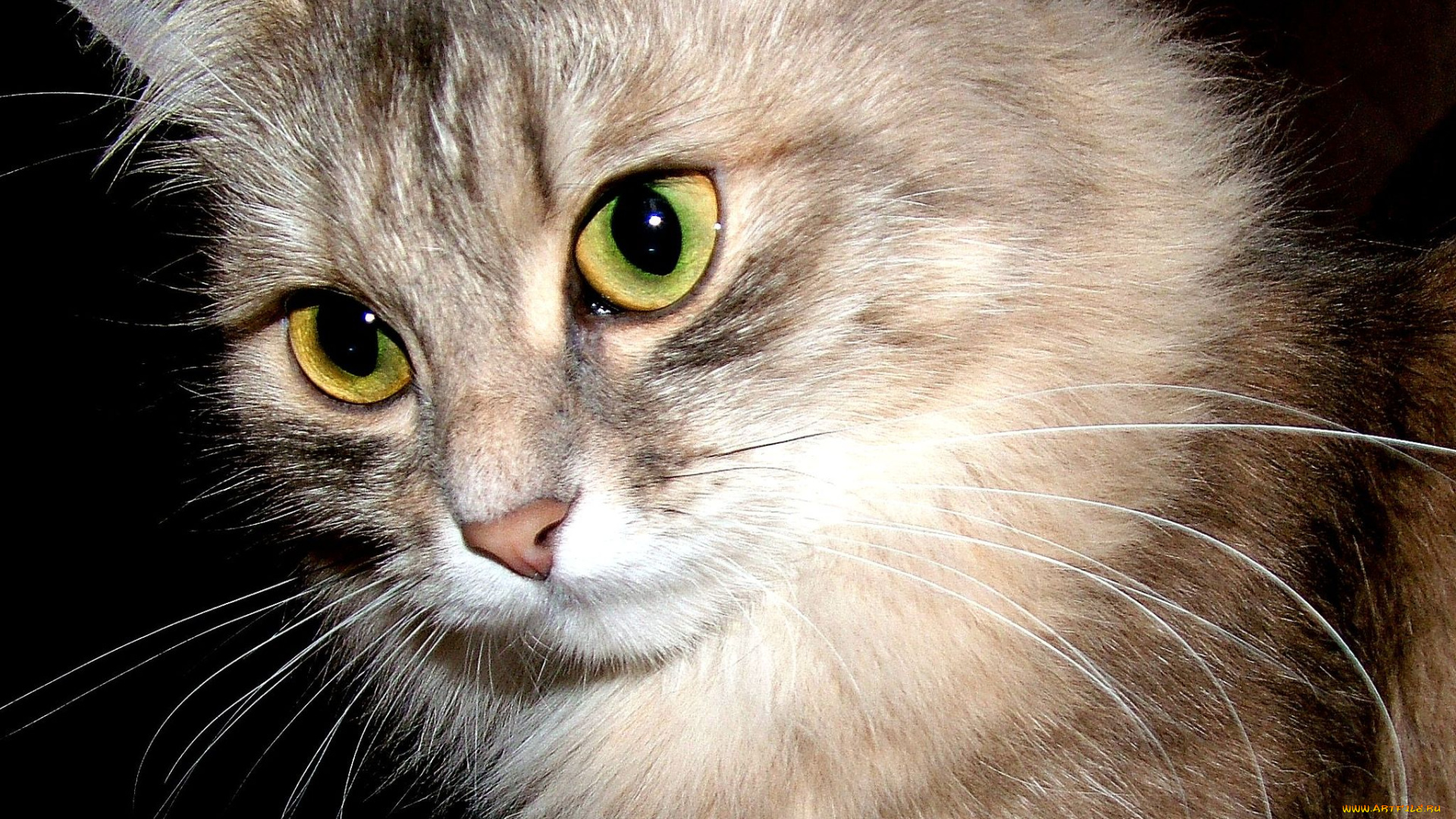 животные, коты