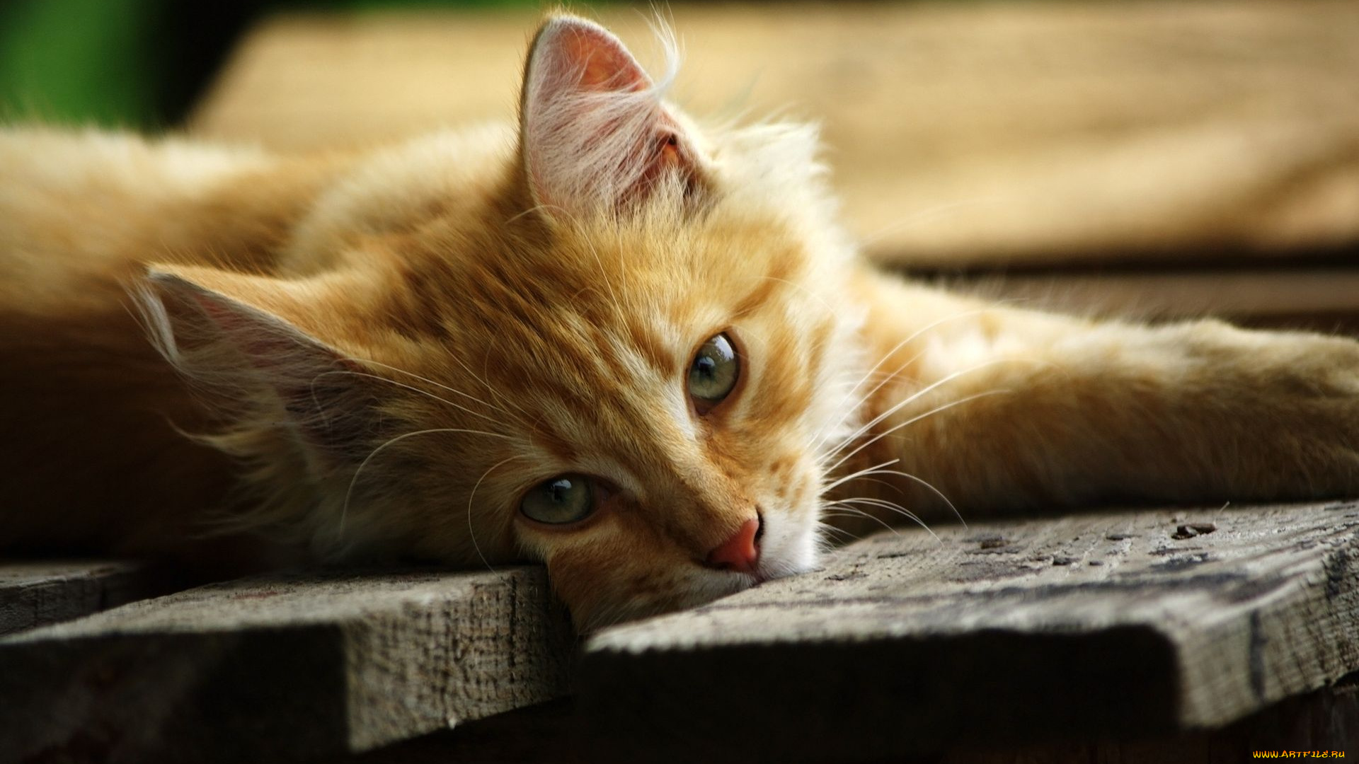 животные, коты