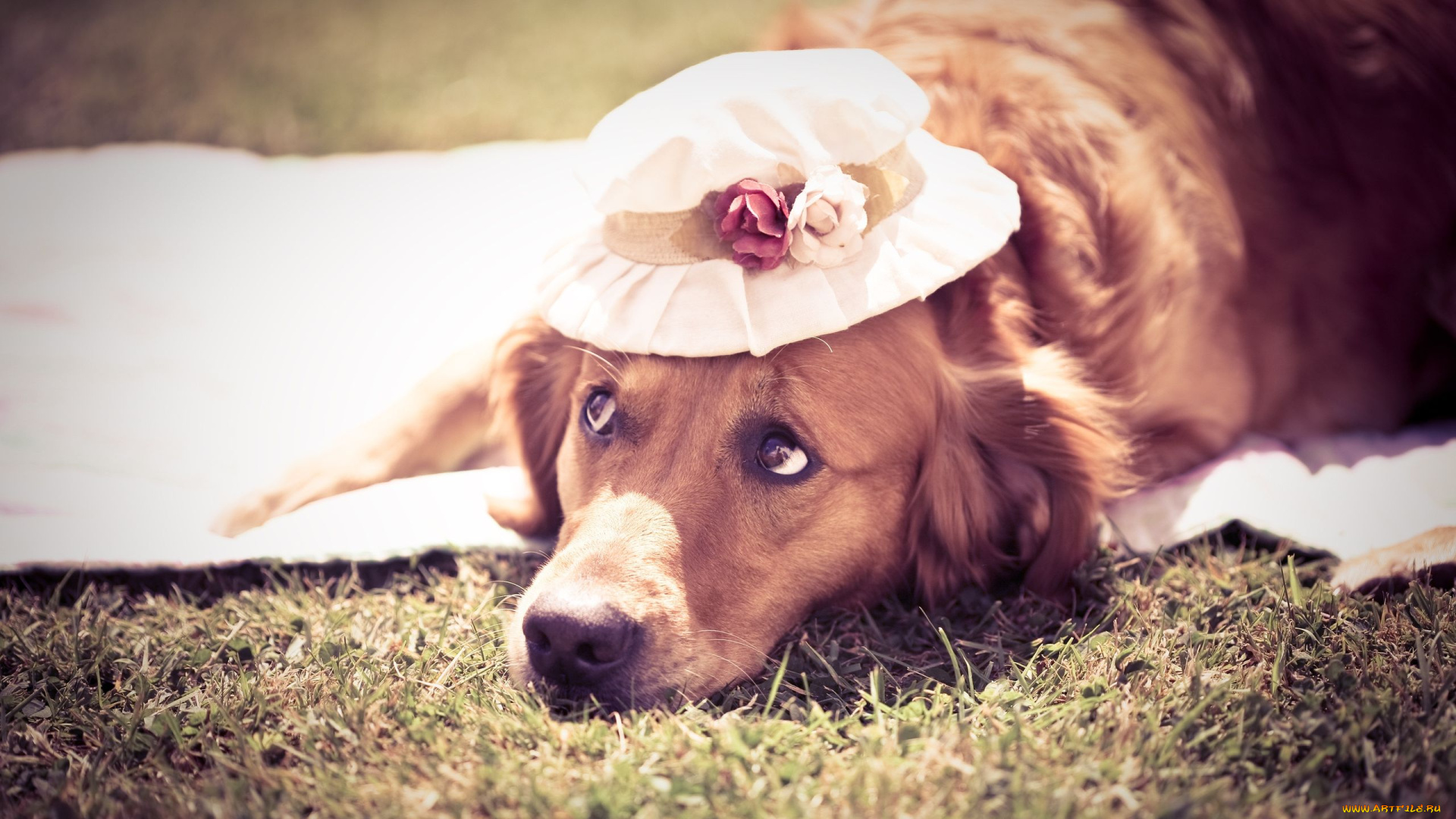 животные, собаки