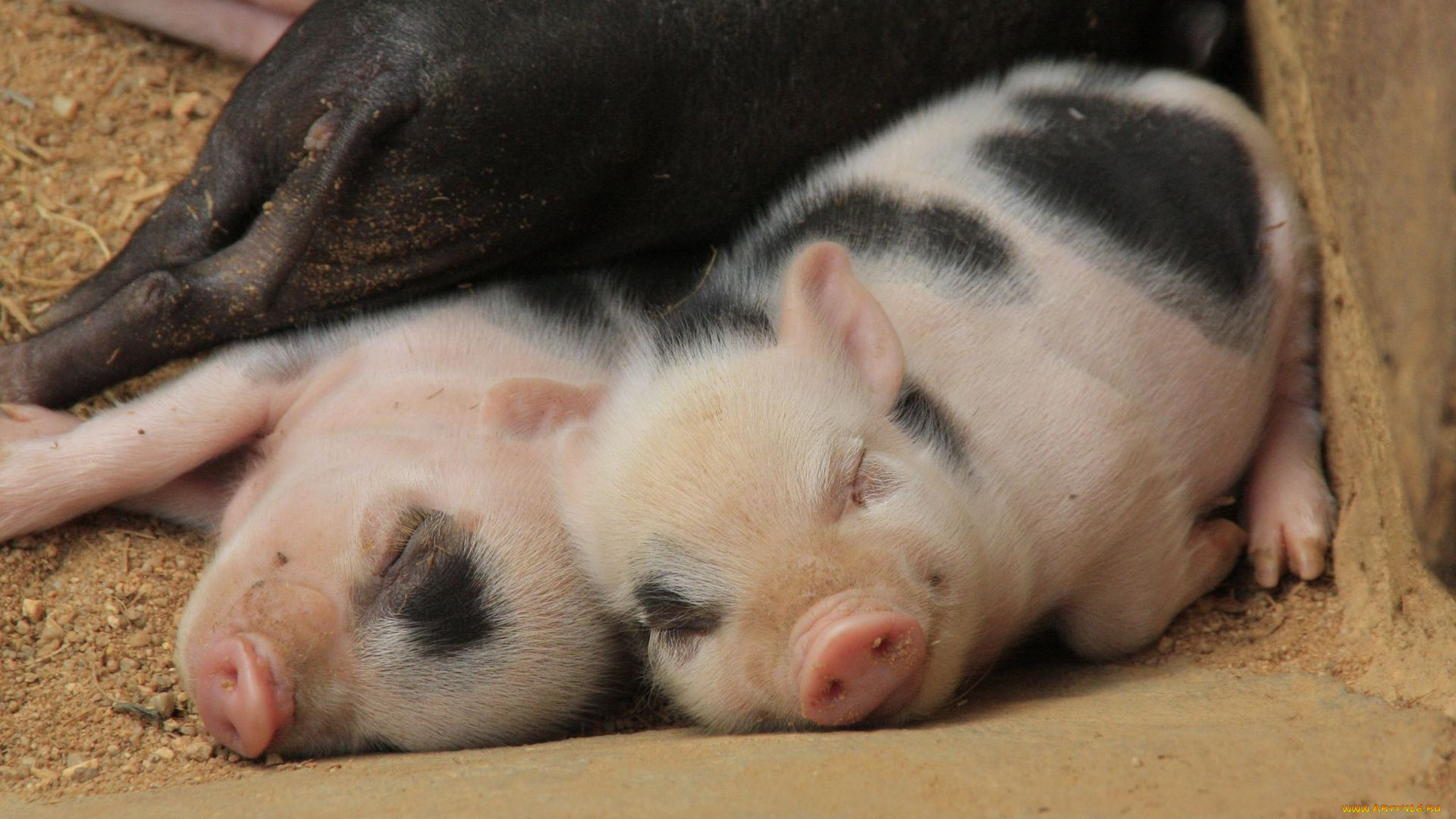 животные, свиньи, кабаны