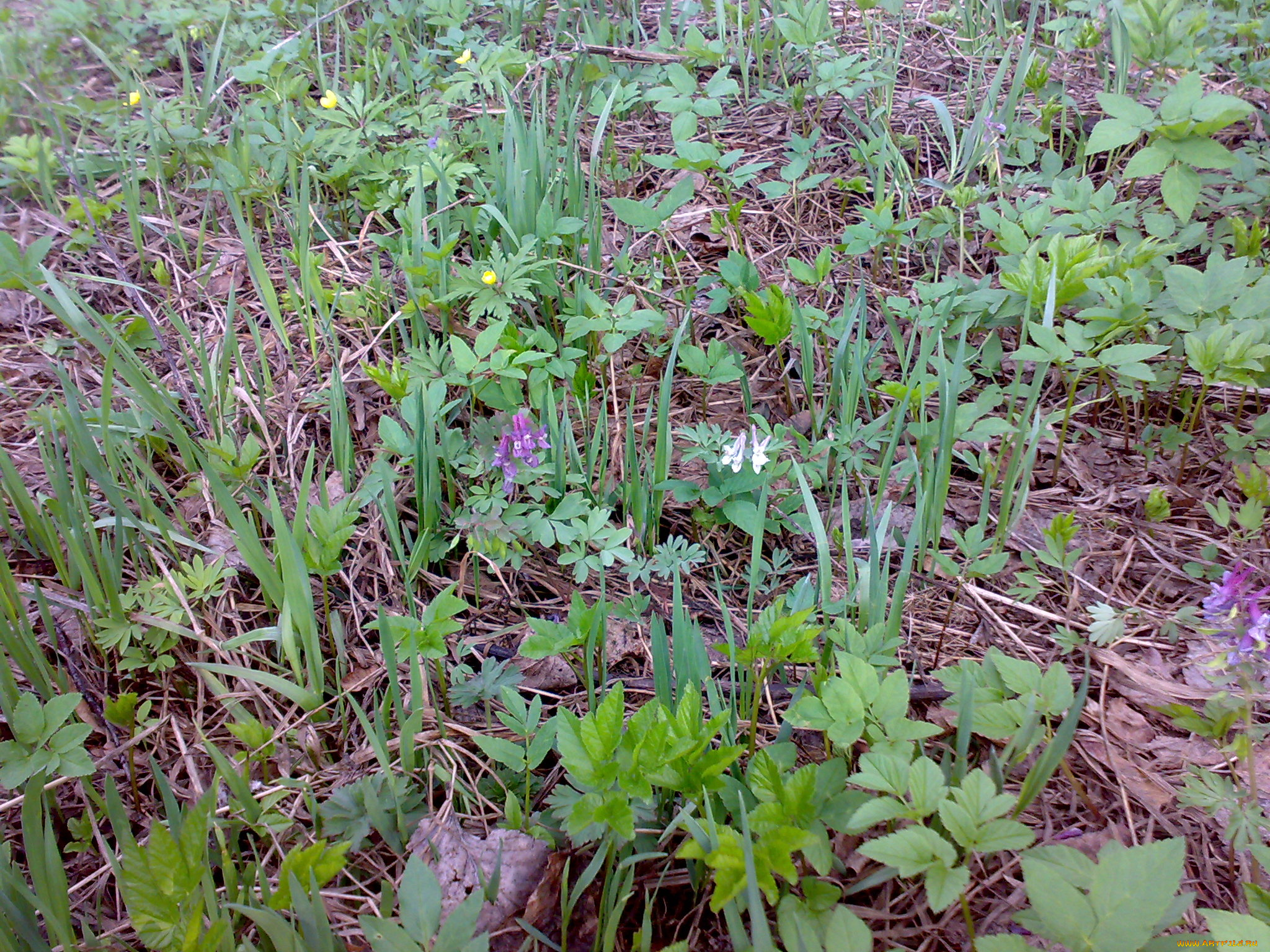 цветы, луговые, полевые