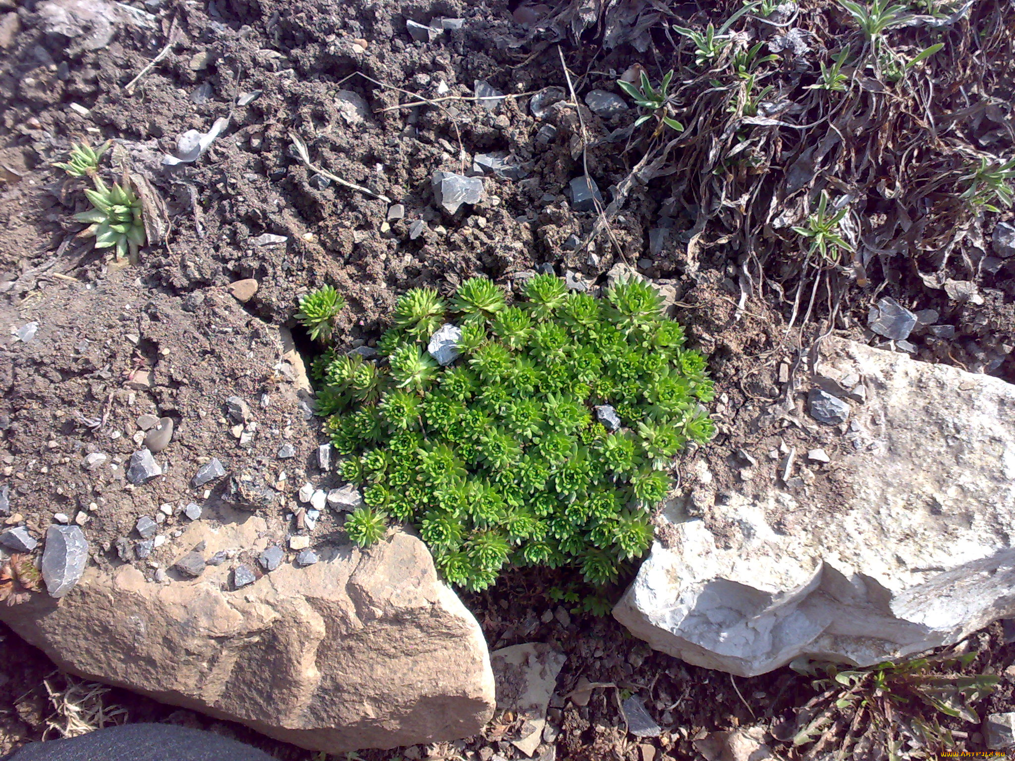 цветы, молочай