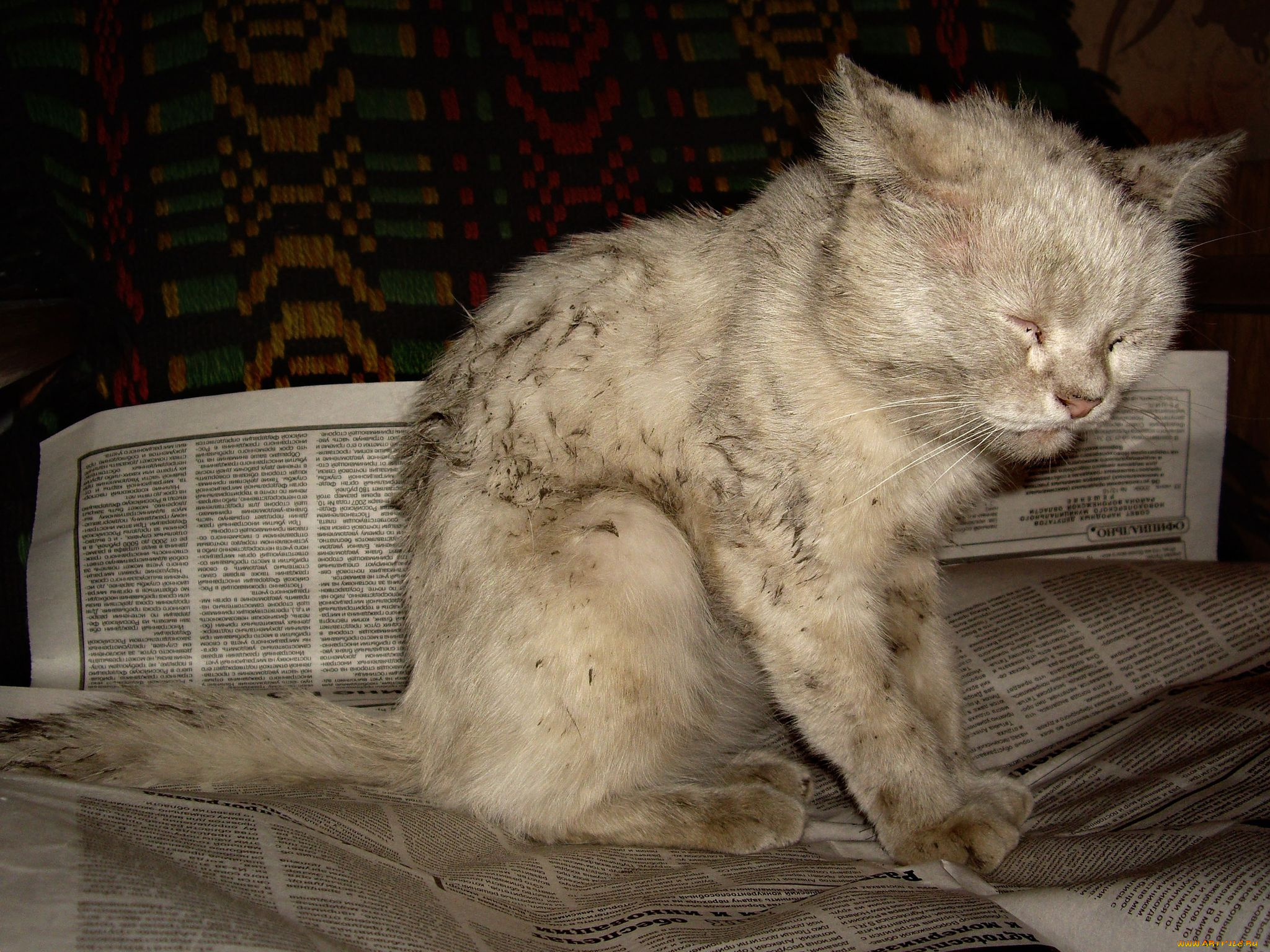 животные, коты