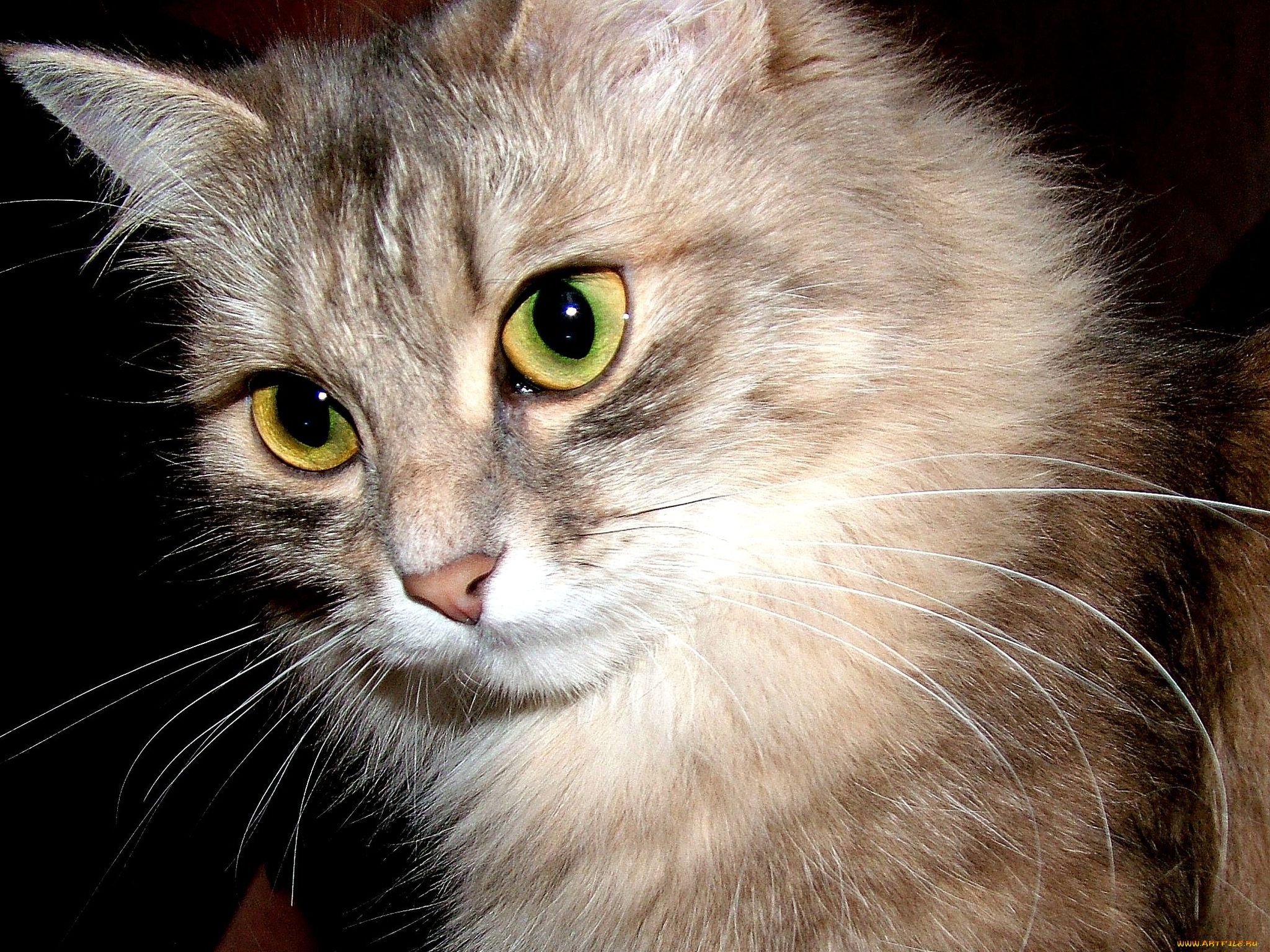 животные, коты