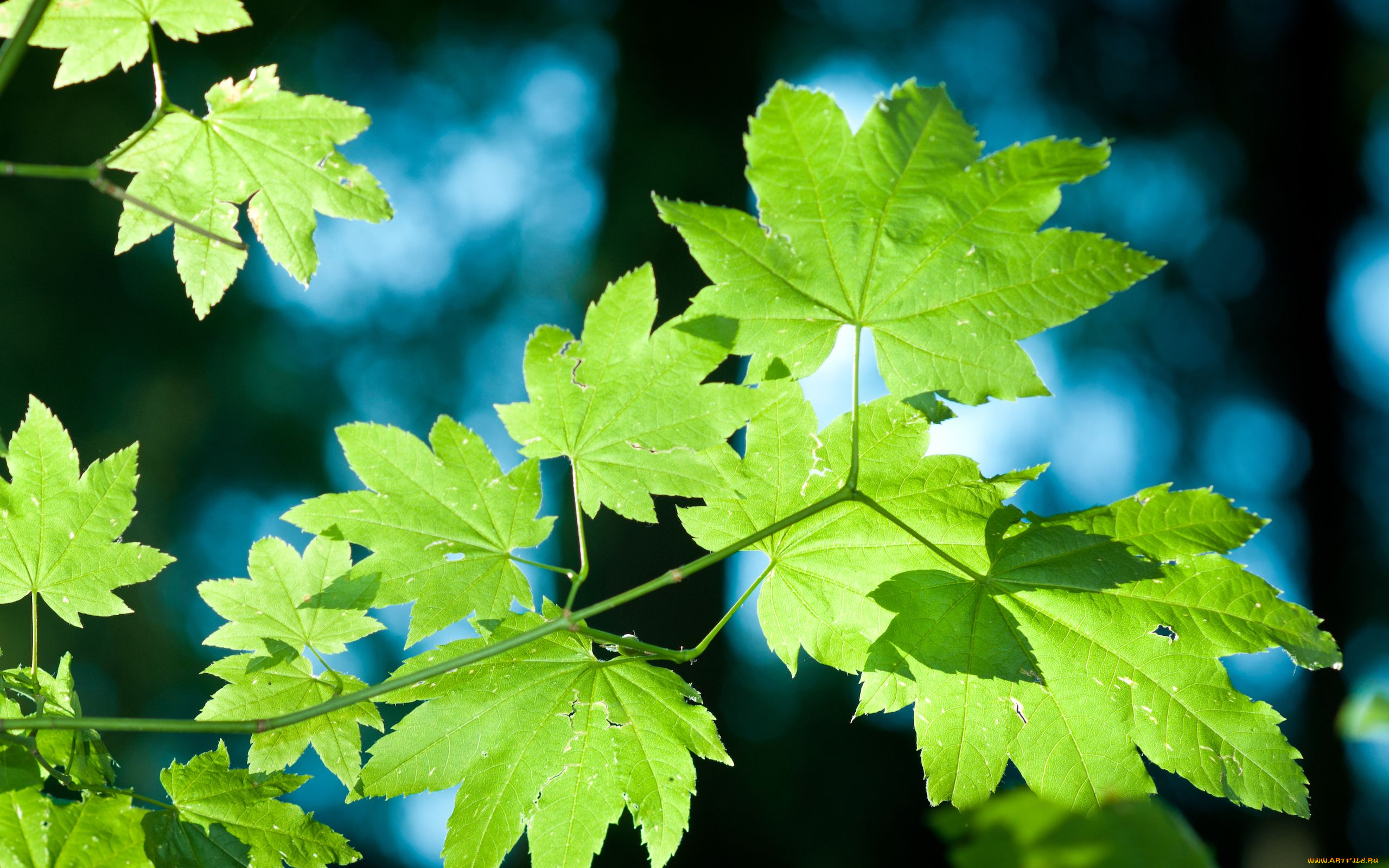 природа, листья
