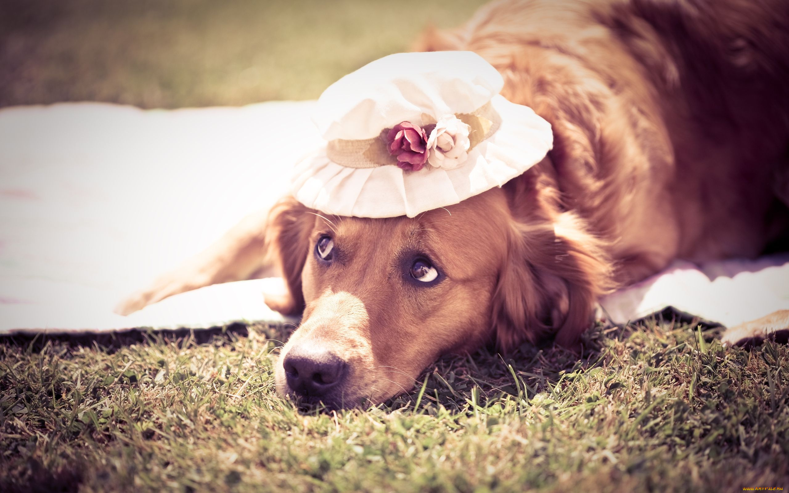 животные, собаки