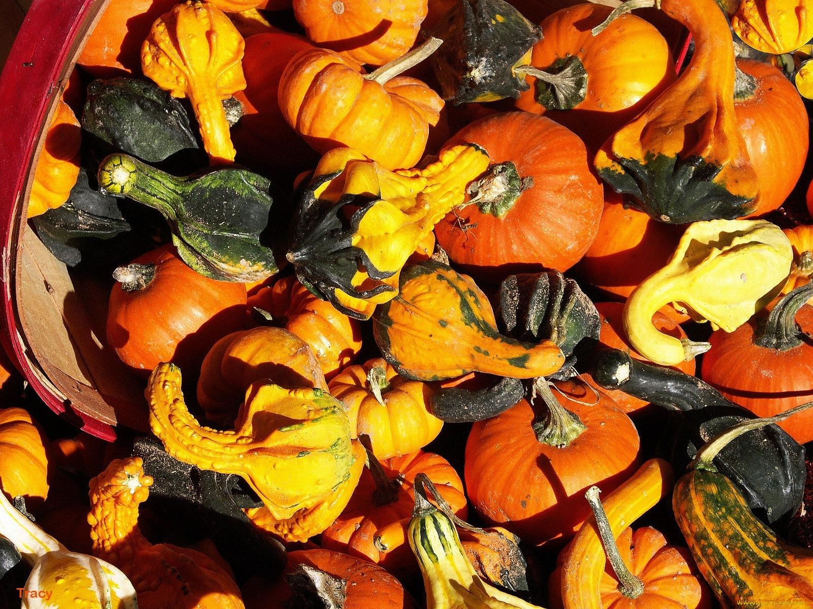 еда, тыква, тыквы