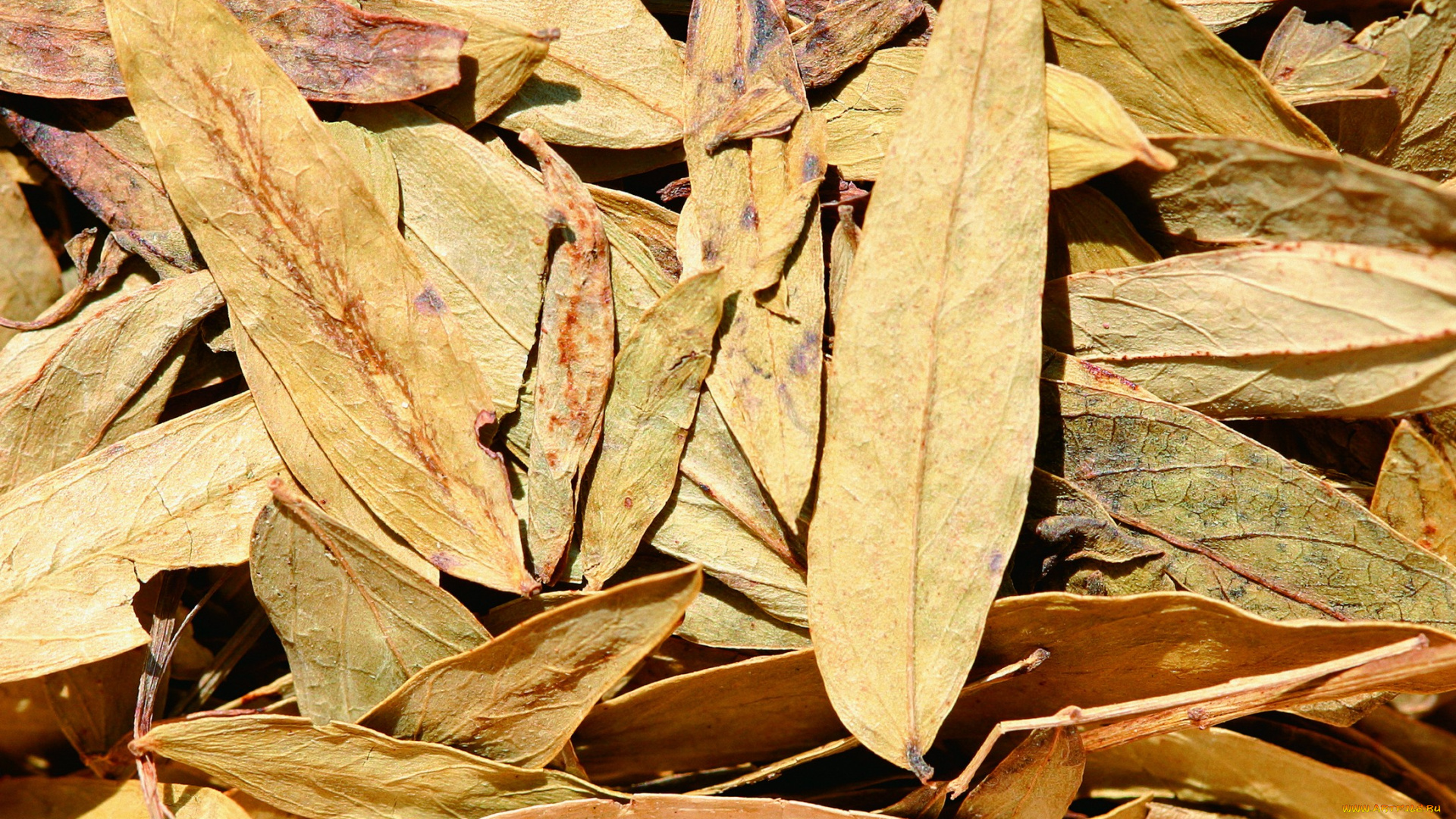 еда, крупы, зерно, специи, семечки, лавровый, , лист