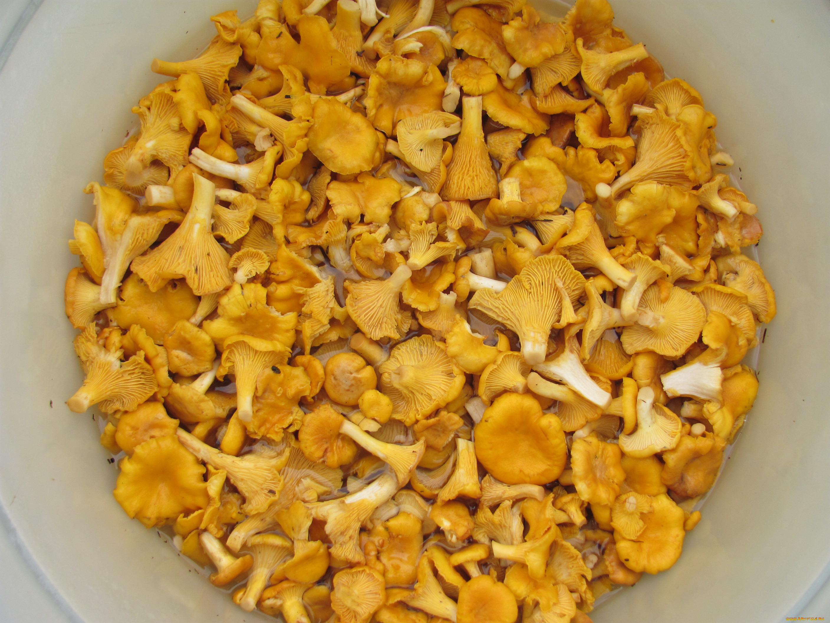 еда, грибы, грибные, блюда, в, воде, много, желтые