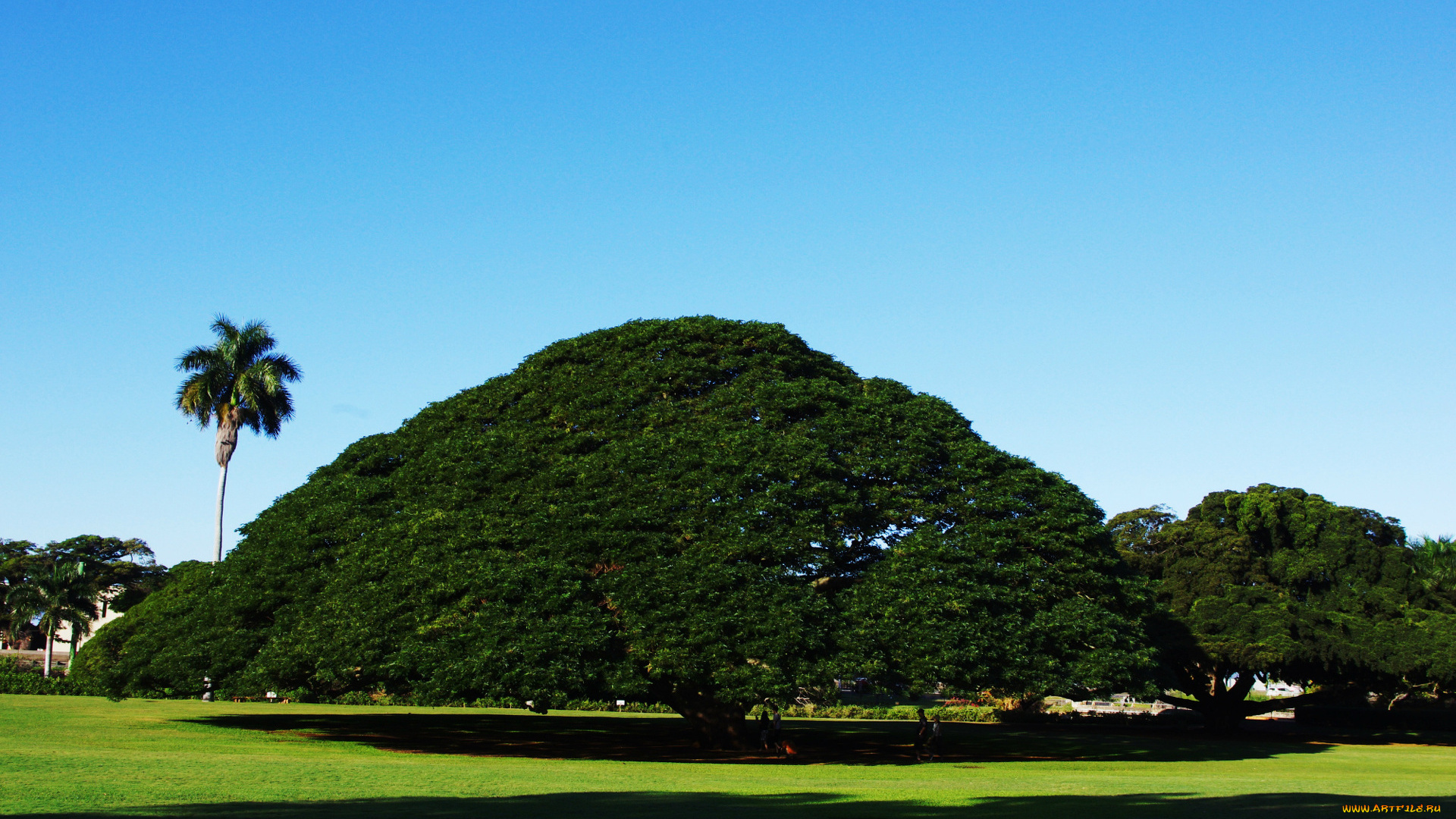 природа, деревья, дерево