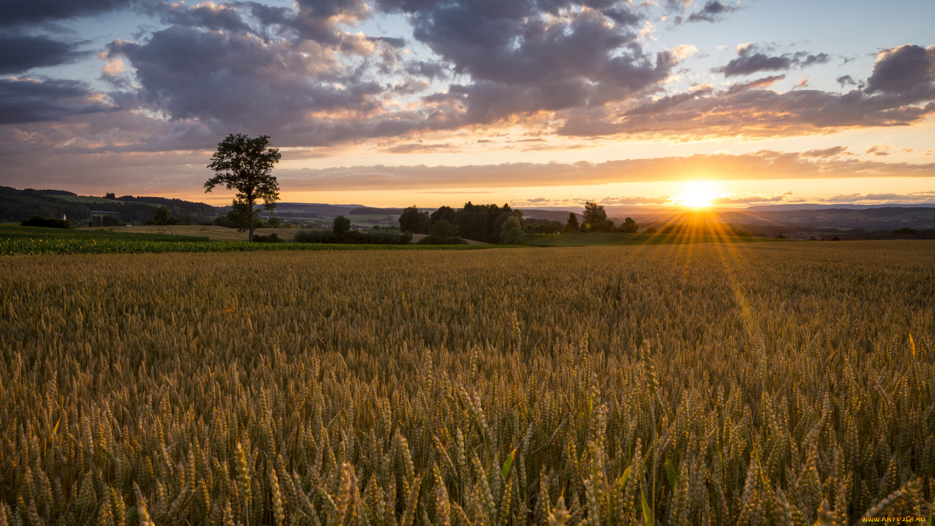 природа, поля, пейзаж, восход