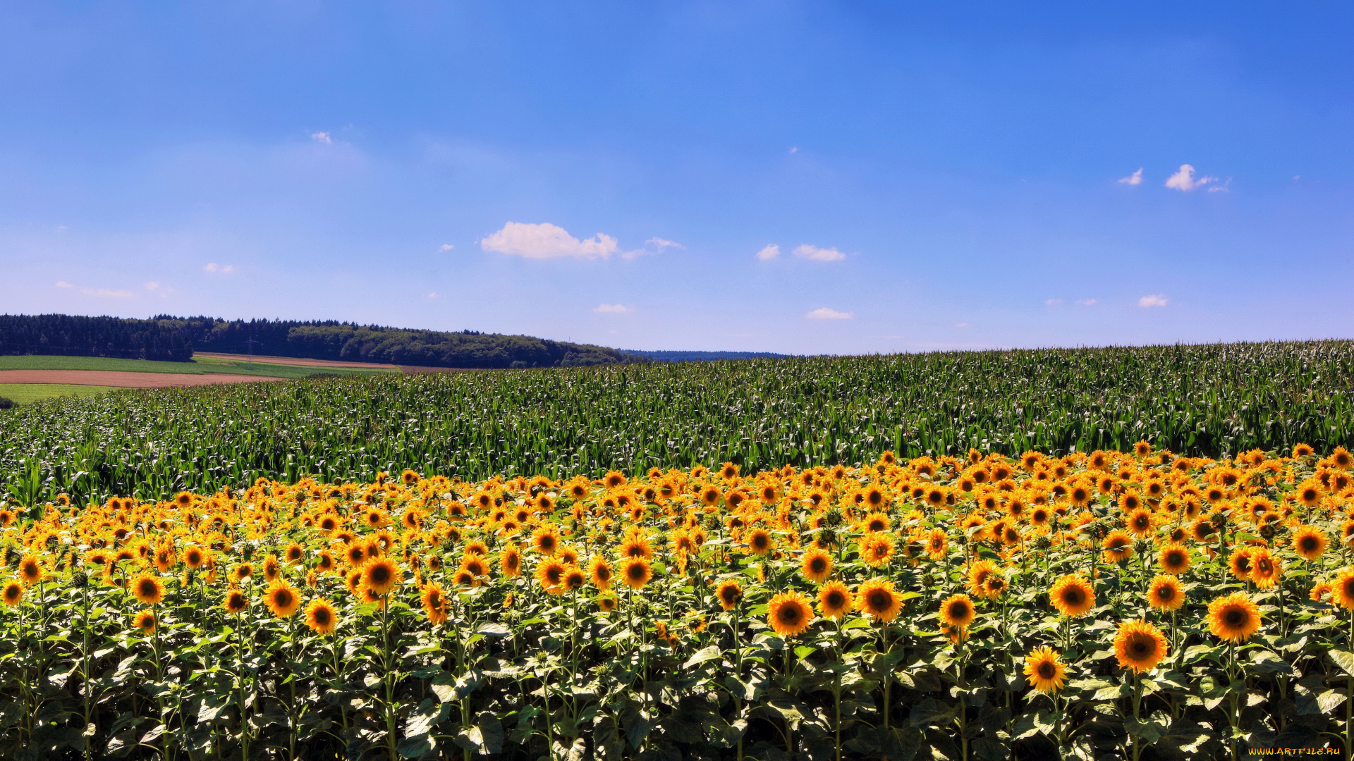 природа, поля, подсолнухи, пшеница