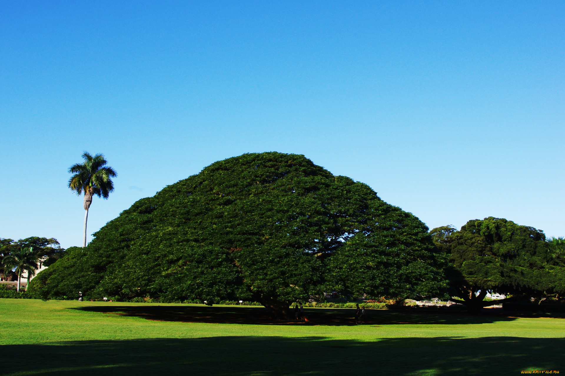природа, деревья, дерево