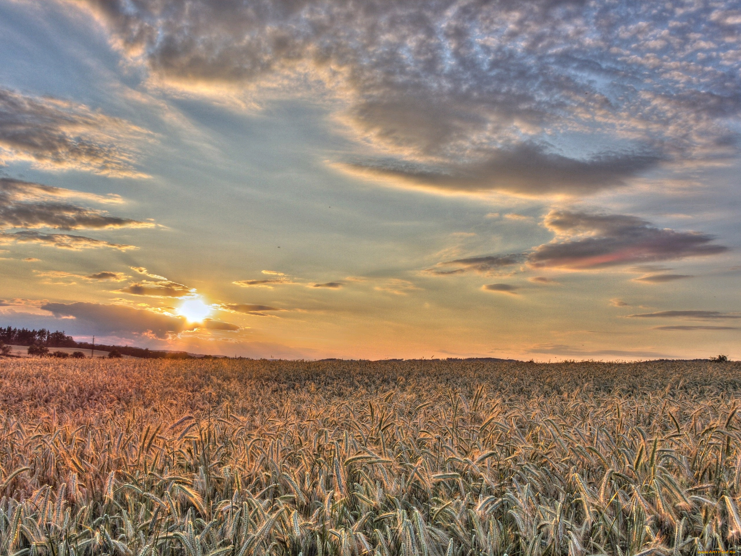природа, поля, поле